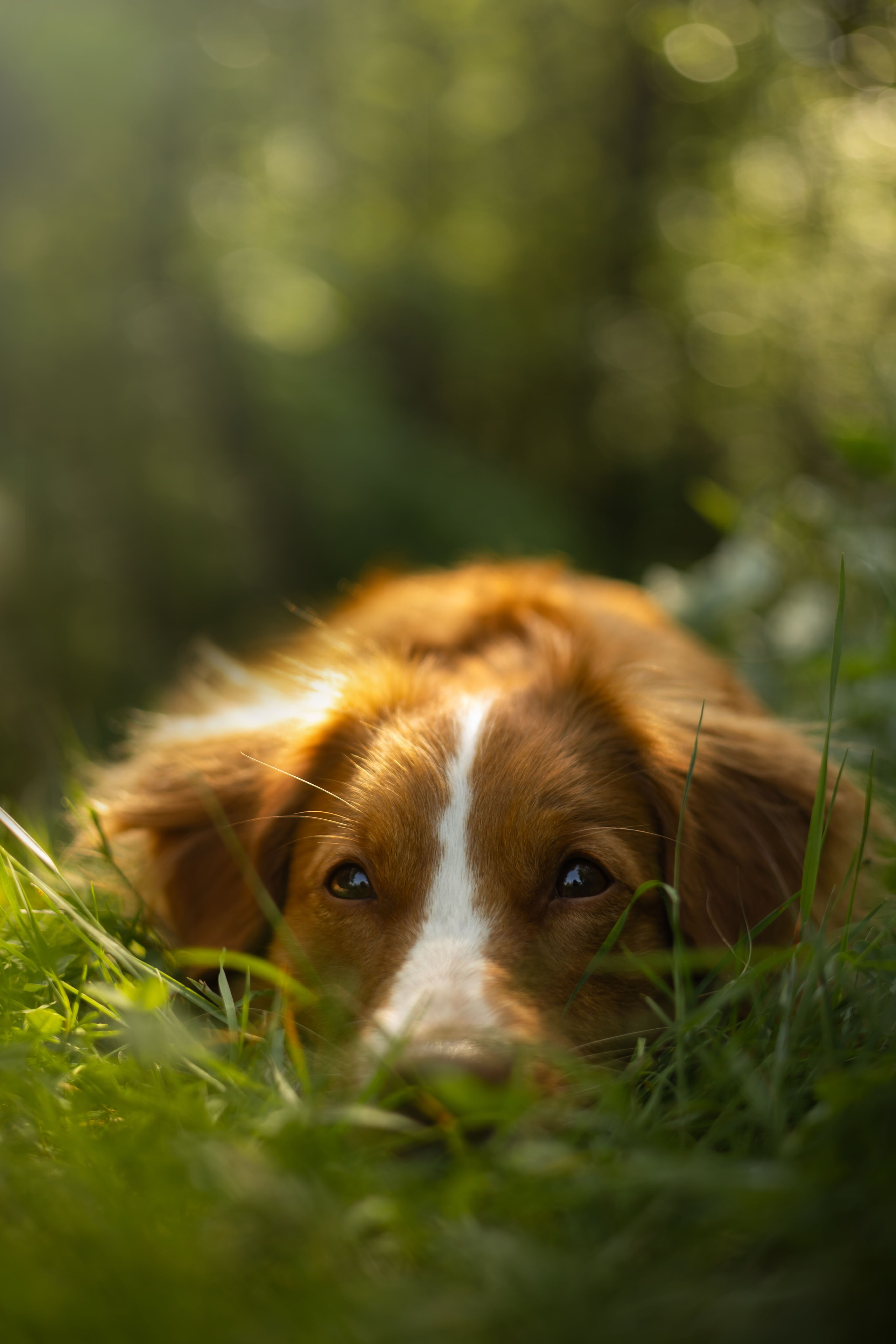 Елена, Айно и Леля. Фотограф животных Евгения Верцинская