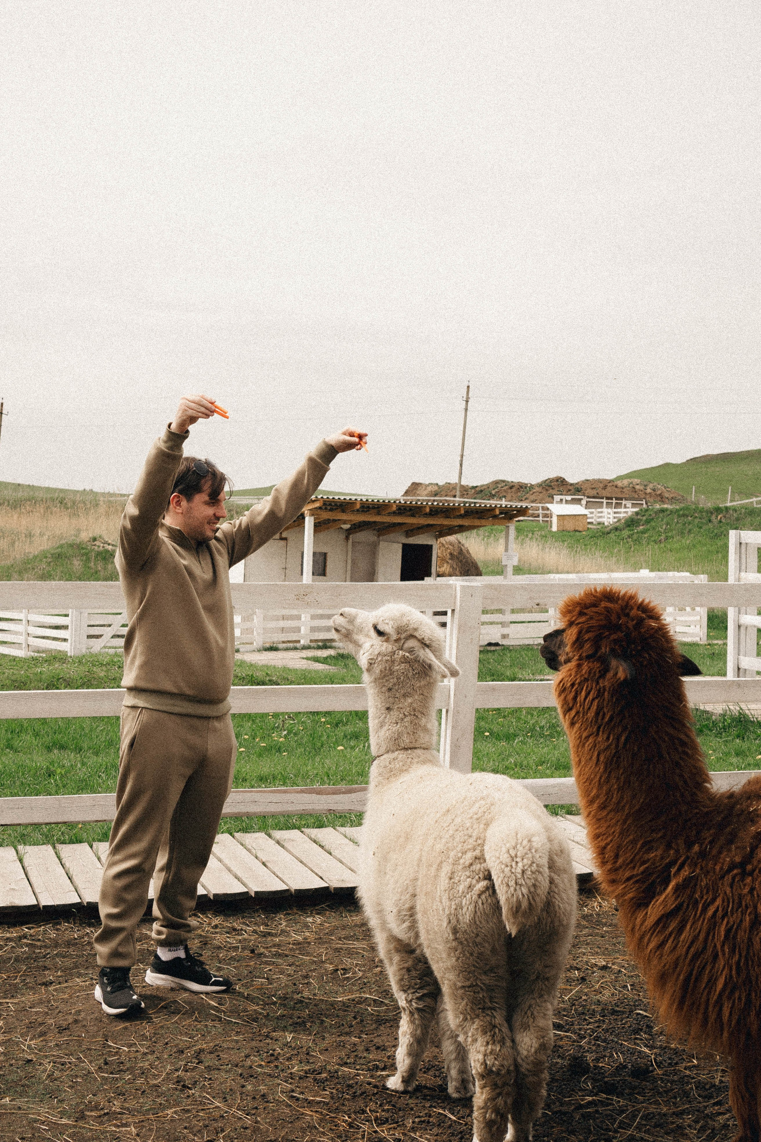 Ферма Альпак. Профессиональный фотограф, Санкт-Петербург — Виктория Богомолова