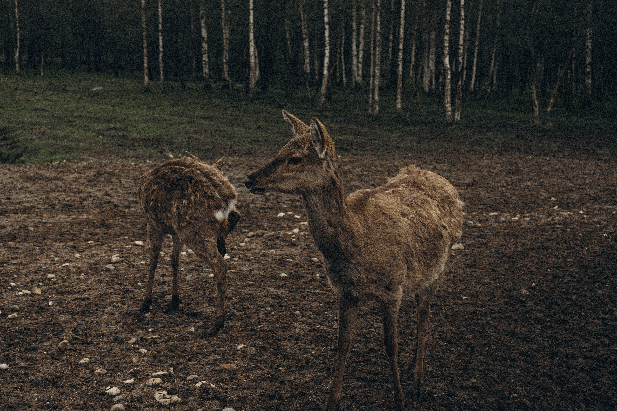 ОЛЕНЬЯ ФЕРМА В ТВЕРИ. Профессиональный фотограф, Санкт-Петербург — Виктория Богомолова