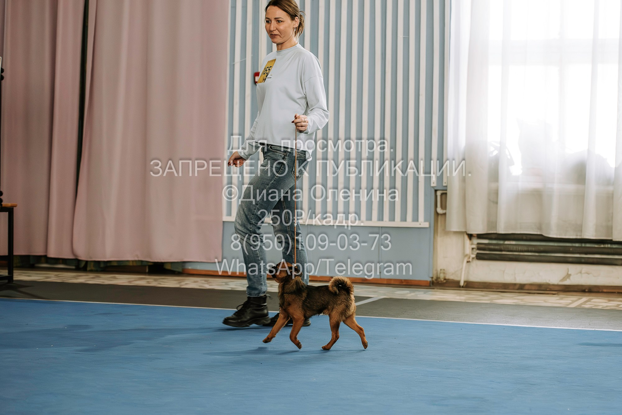 Выставка собак Красноярск 29.10.2023. Фотограф Диана Оленина Красноярск / Братск