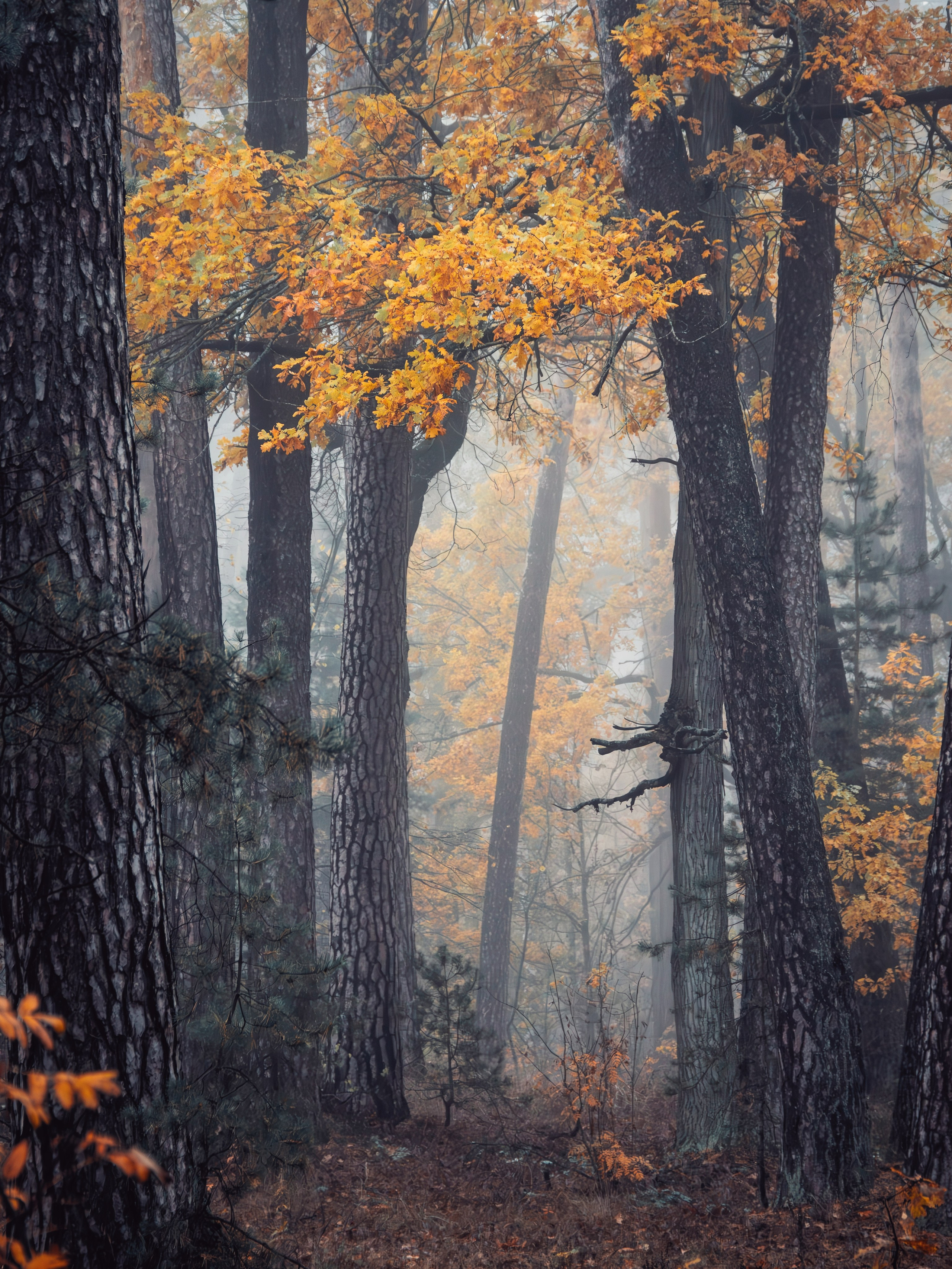 Октябрьский туман. С любовью, фотохудожник