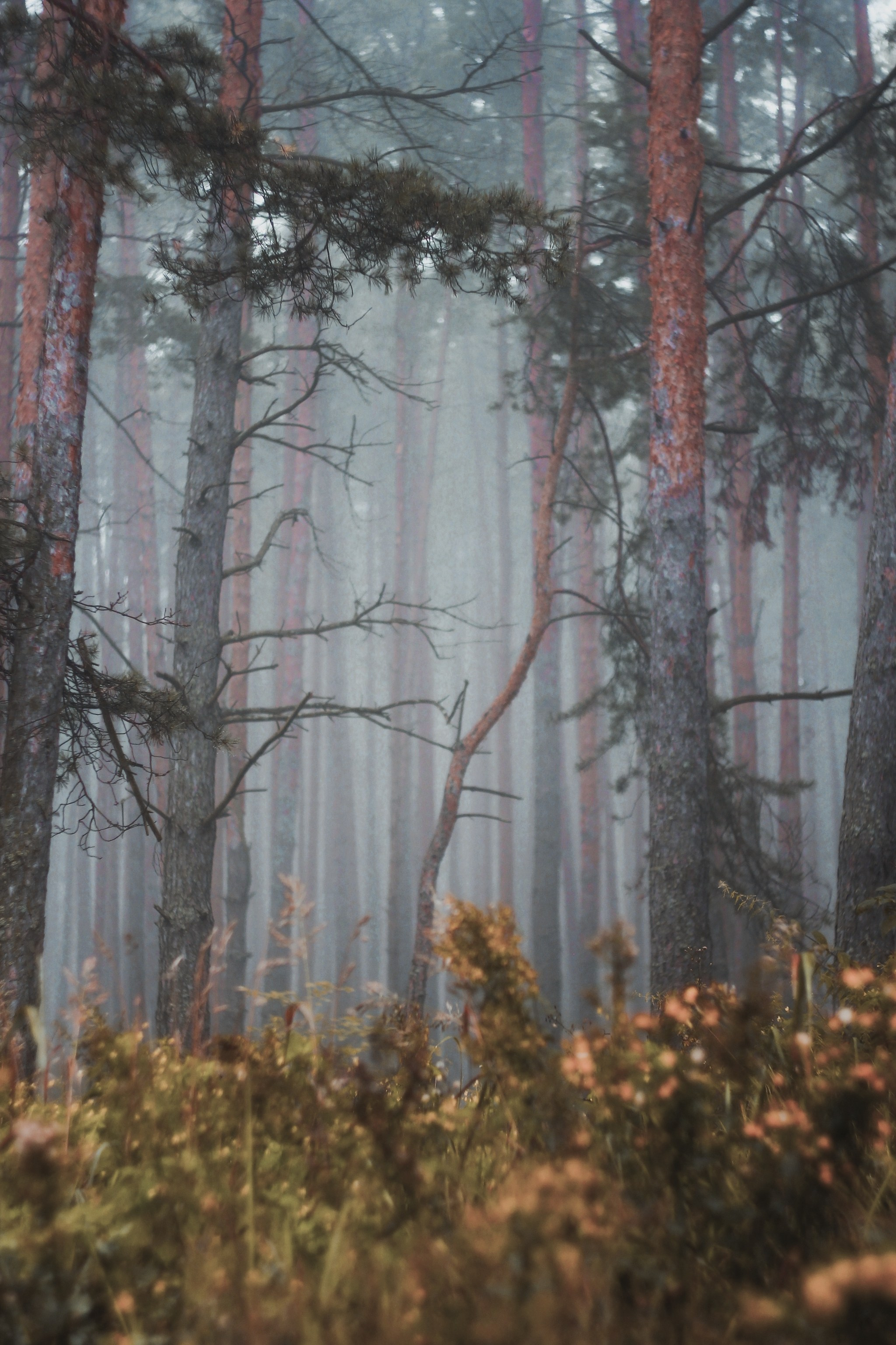 Меланхолия августа. С любовью, фотохудожник
