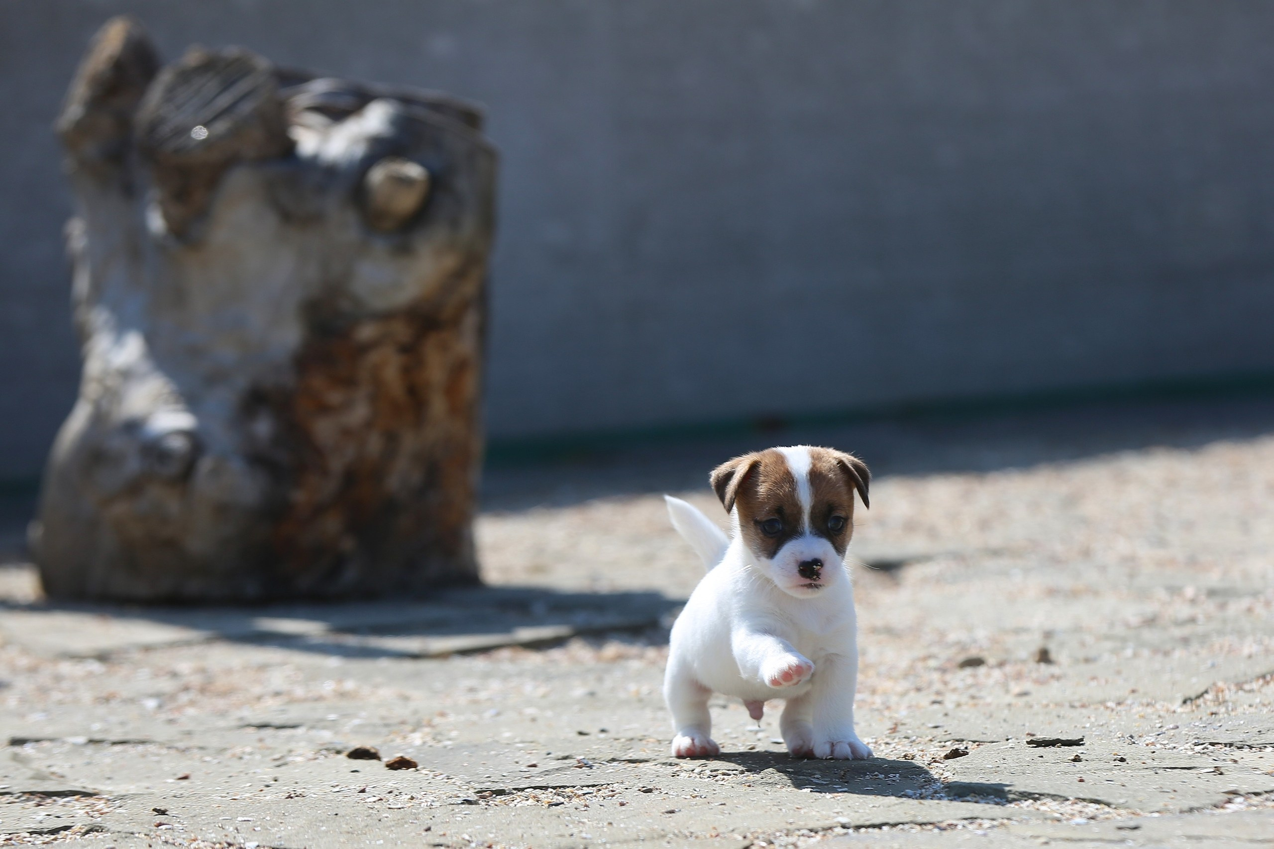 Общий альбом. Lovely-Orange питомник джек рассел терьеров