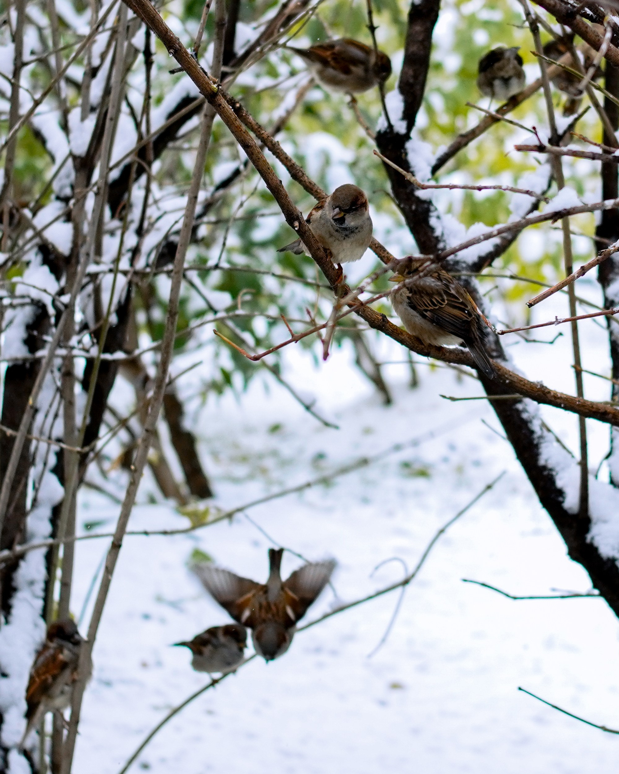 Птицы. Photographer Pavel Romashchenko