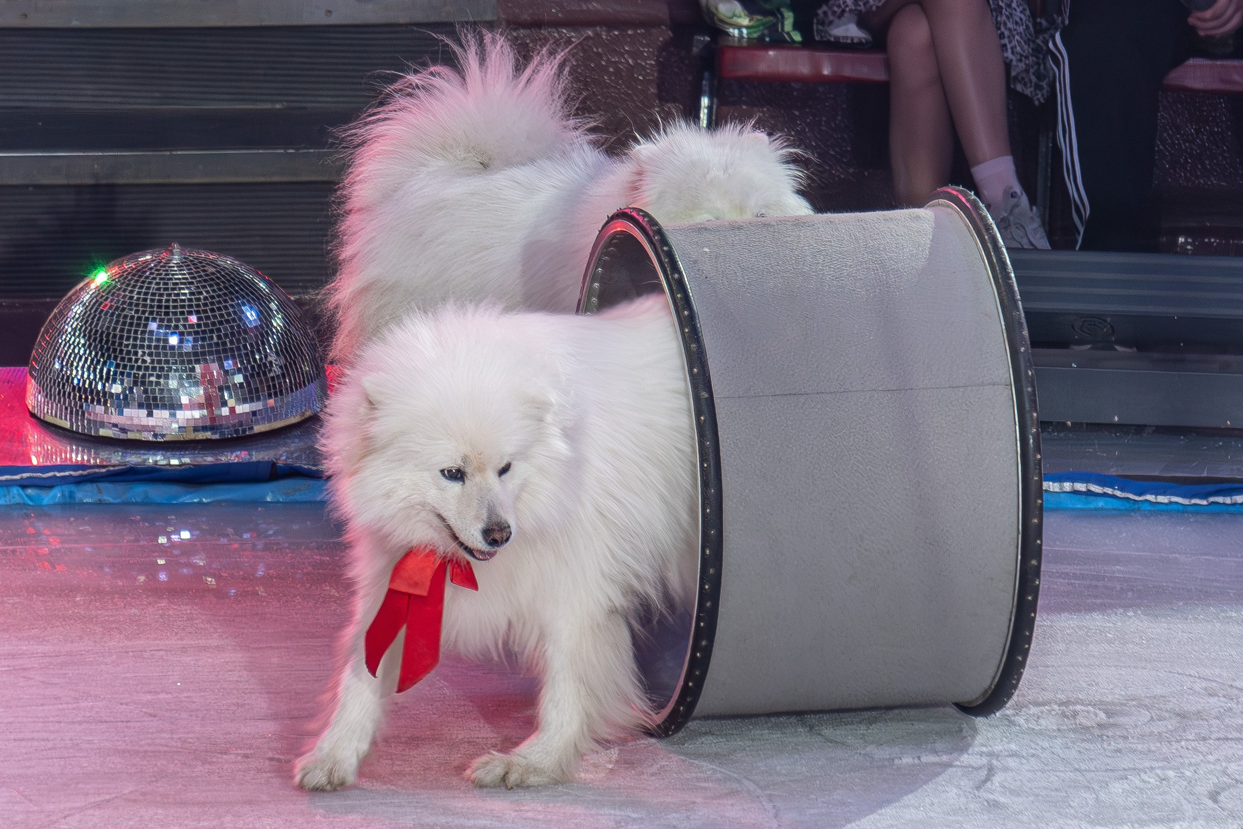 Цирк на льду «Айсберг» в Луганске. Фотограф в РФ и ЛНР Юлия Федосеева