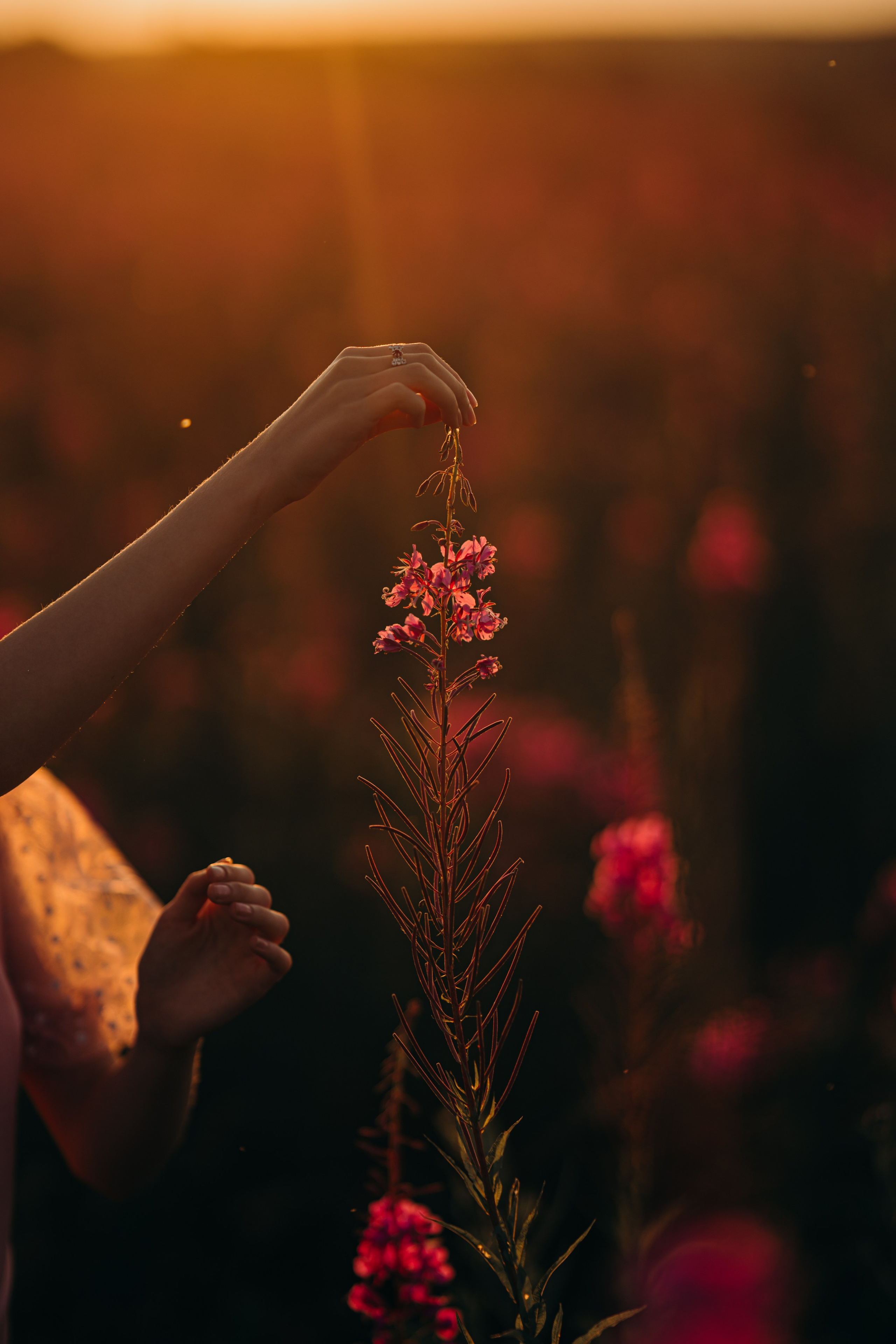 Принцесса на горошине. СВАДЕБНЫЙ ФОТОГРАФ КРАСНОЯРСК