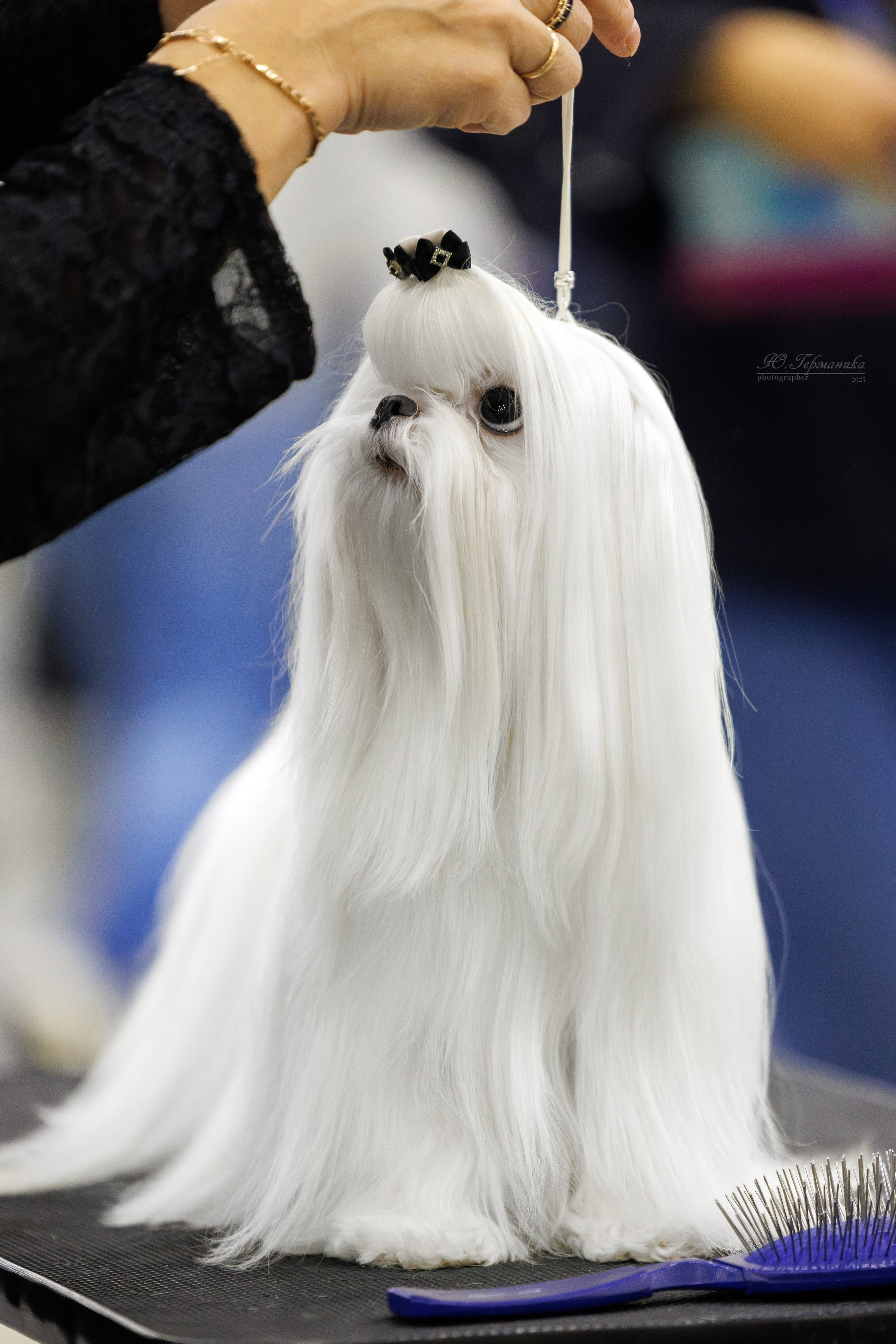 Питер 12-13.12.2025. Фотограф-анималист Юлия Германика