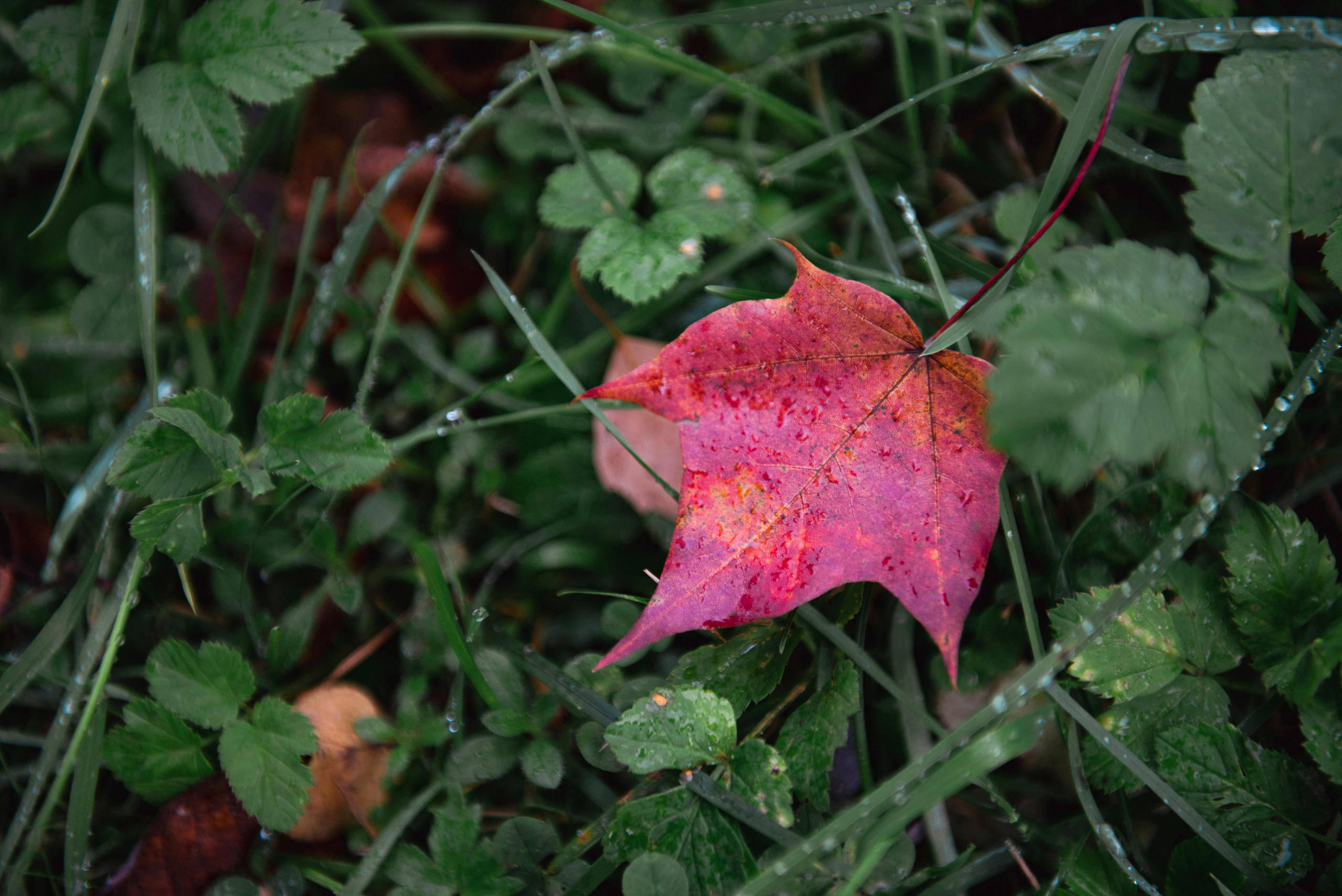 Осень. Портретный и архитектурный фотограф в Москве и Санкт-Петербурге