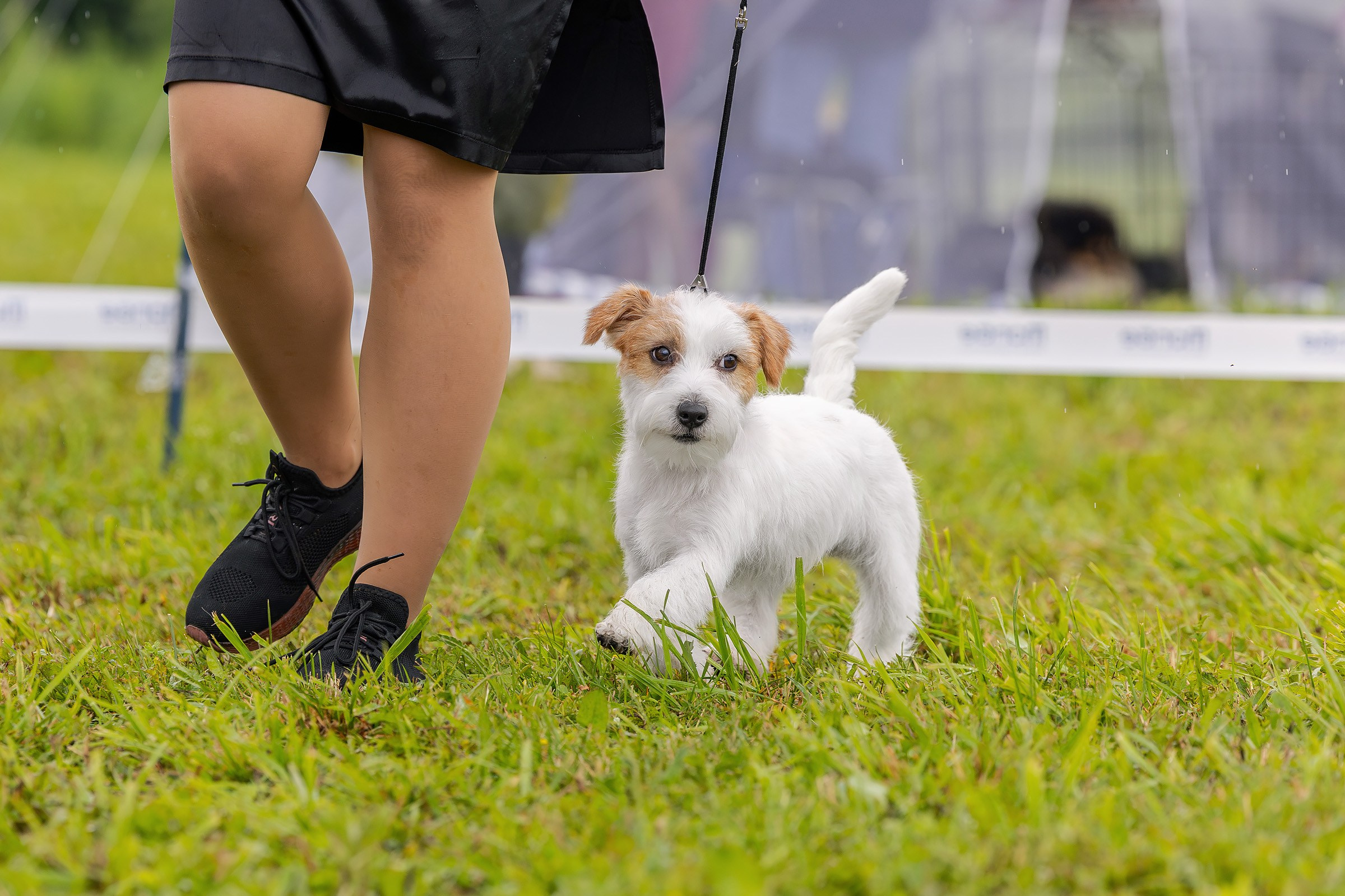 28 июня 2025, Выставка РКФ, г. Кунгур. Htykk_photo