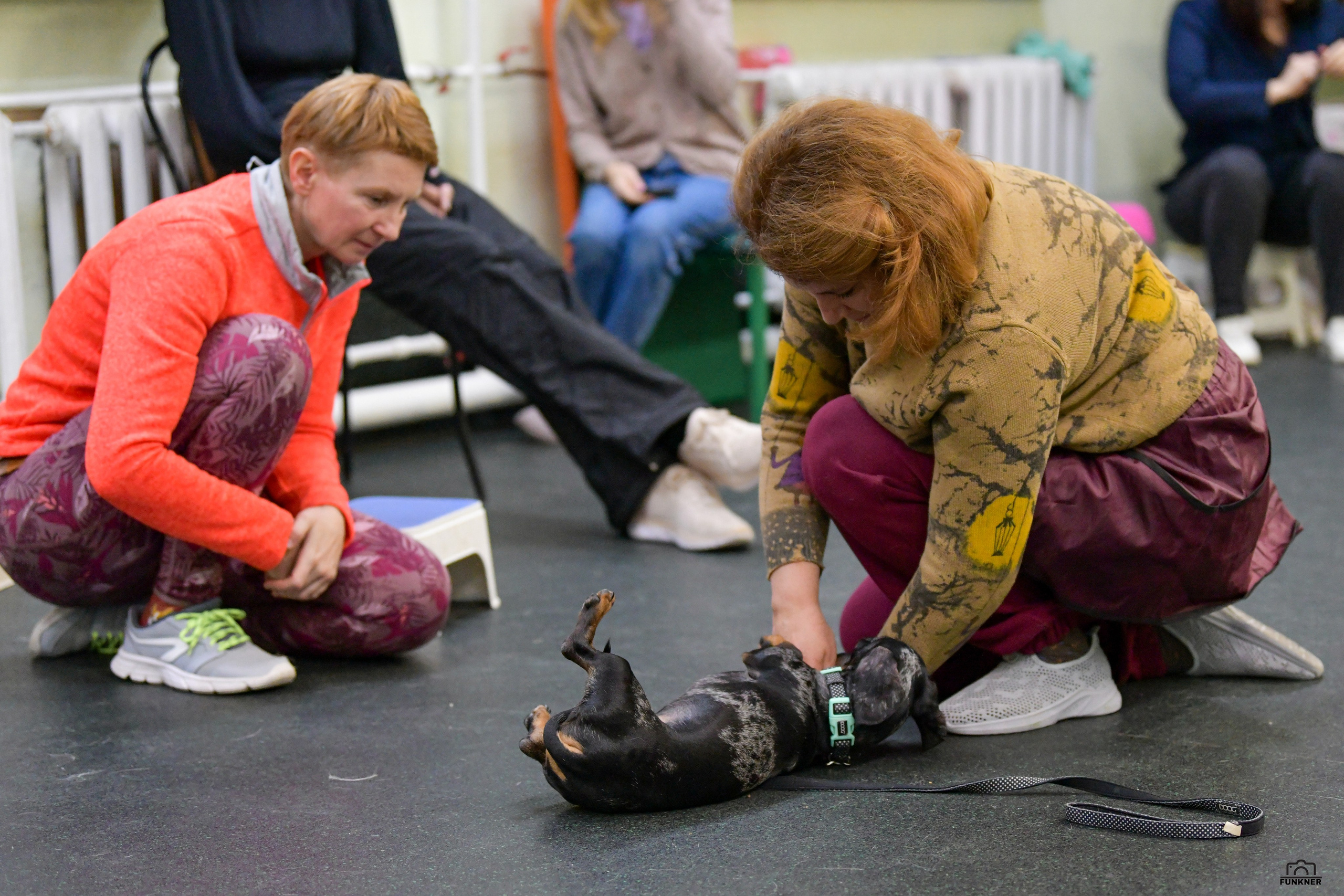Кинологический клуб «Бодрый хвост». Свой взгляд через объектив