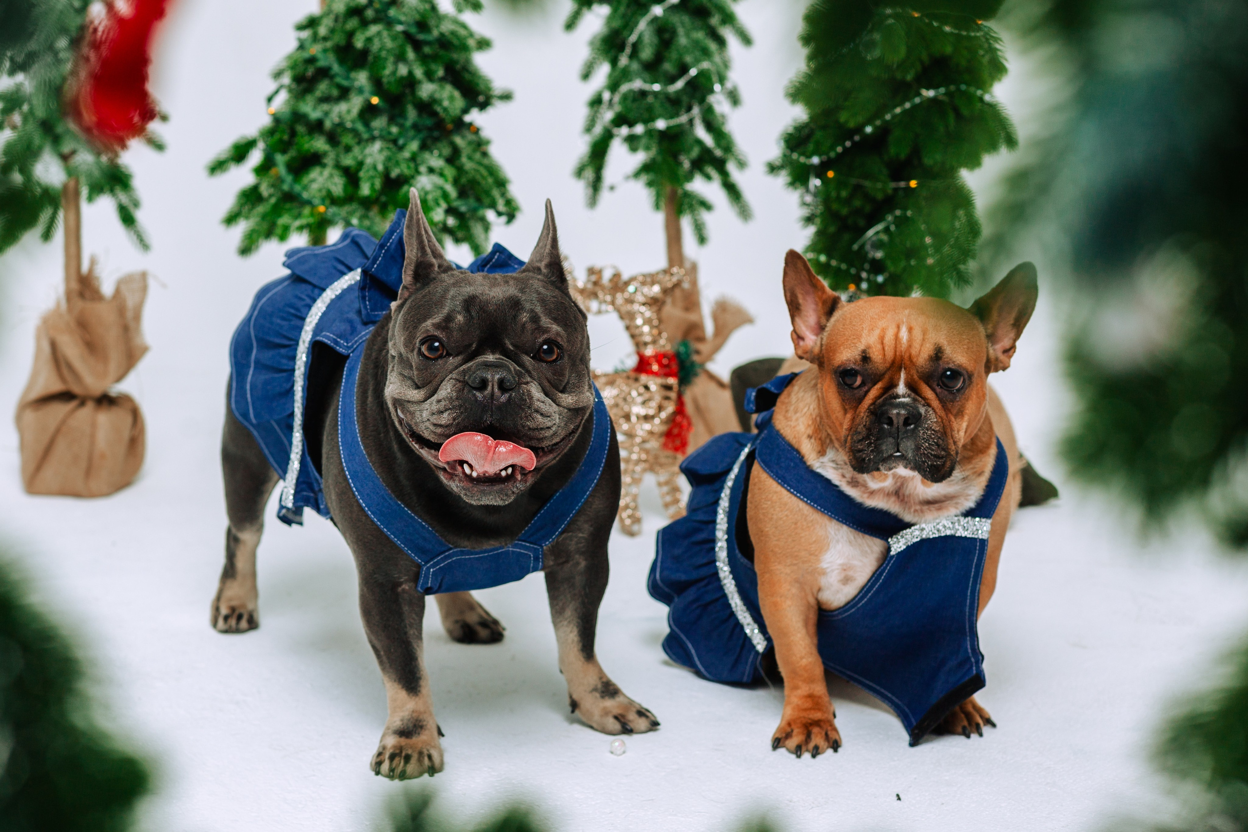 Бульвстреча 2025. Фотограф-анималист Татьяна Степанова