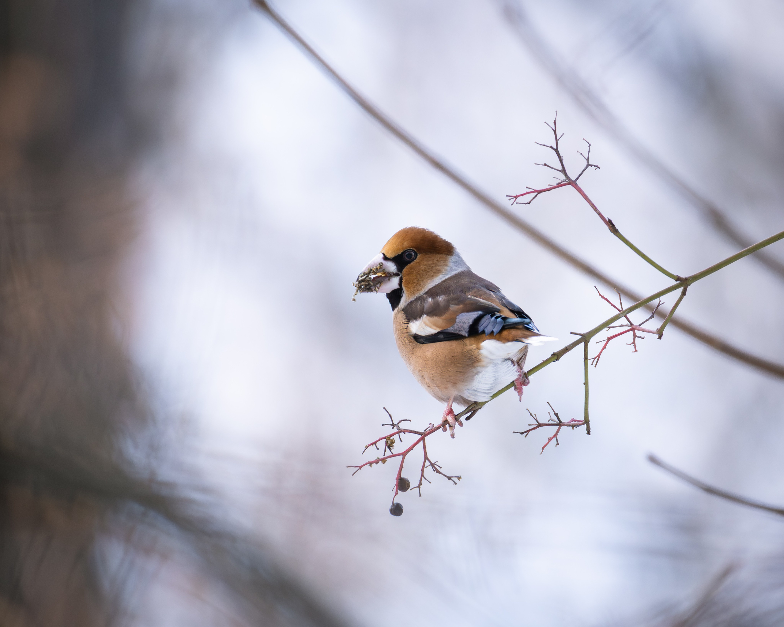 Voronezh 2026. Anton Chernov | Wildlife photographer