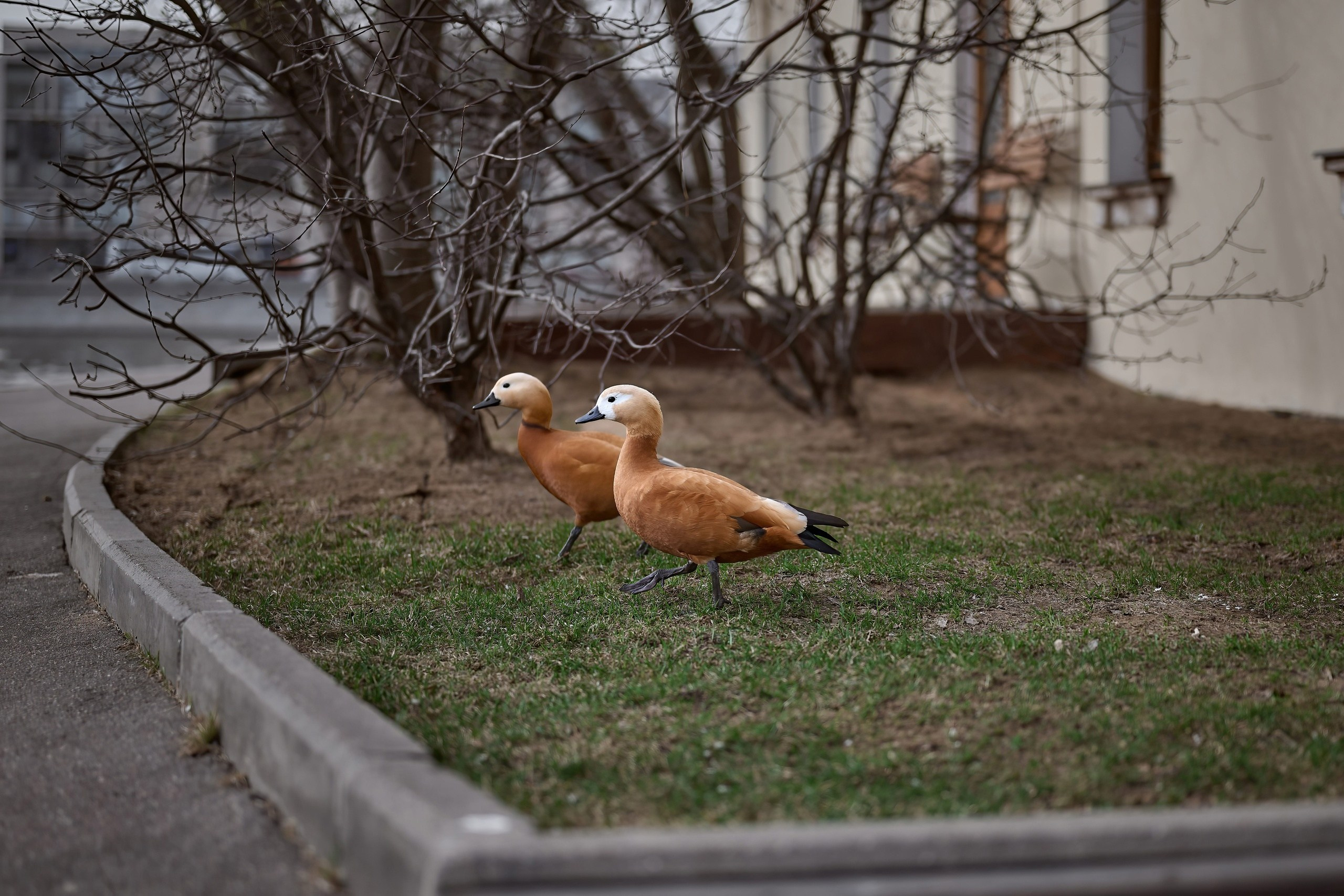 Татьяна Ларина. 2024. Дима Бабушкин. Фотограф. Подиум. Репортаж. Творчество. Дорого