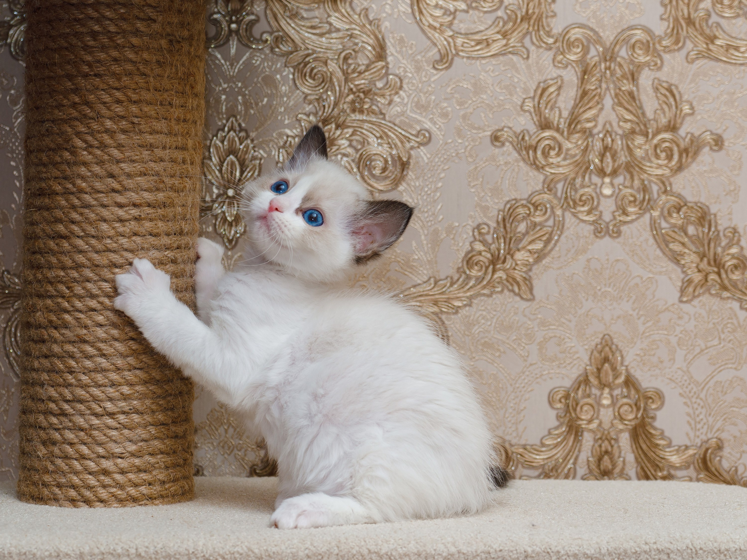 Котята рэгдолл от Loyal Adore. Питомник рэгдолл Loyal Adore