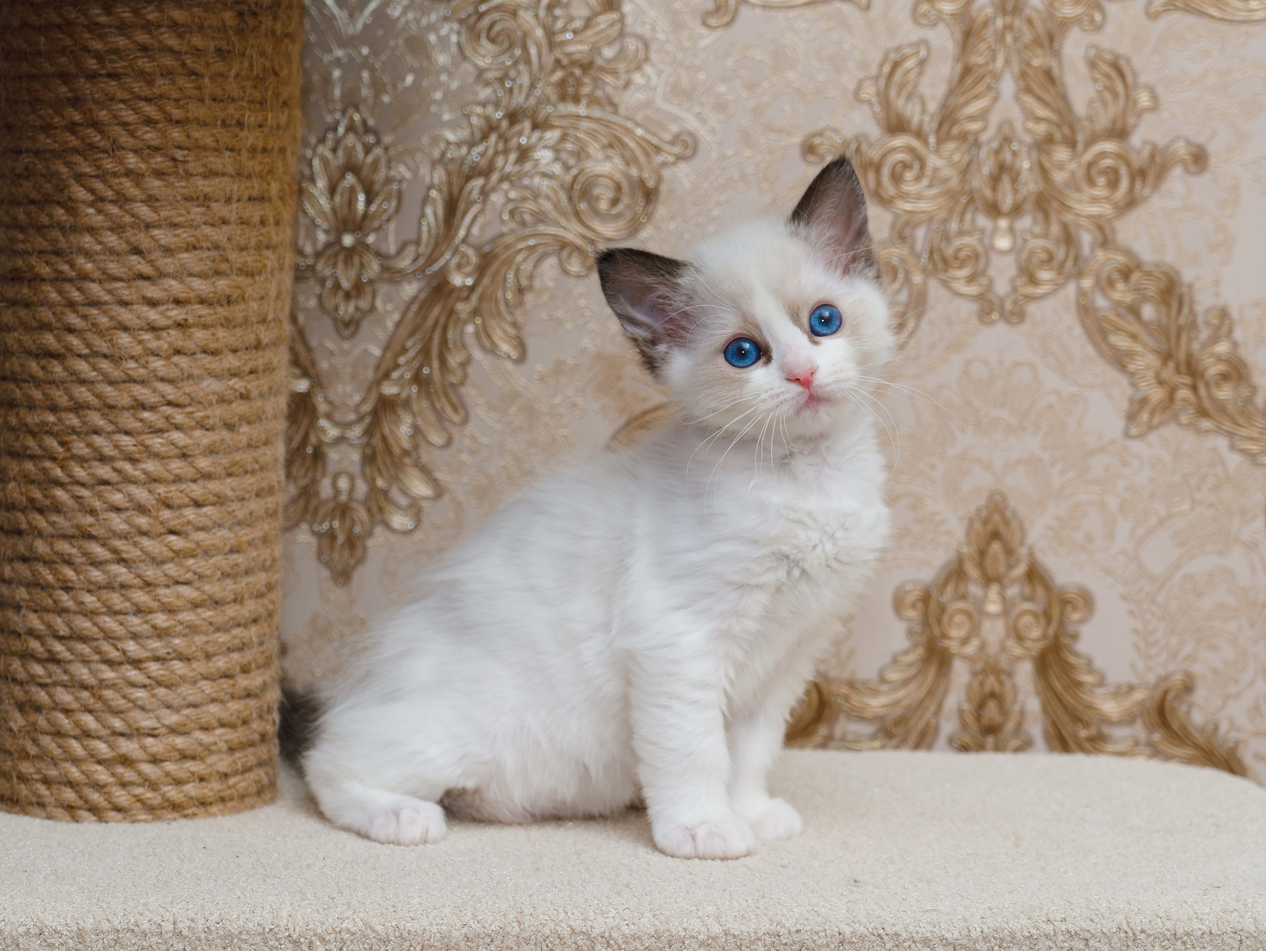 Котята рэгдолл от Loyal Adore. Питомник рэгдолл Loyal Adore