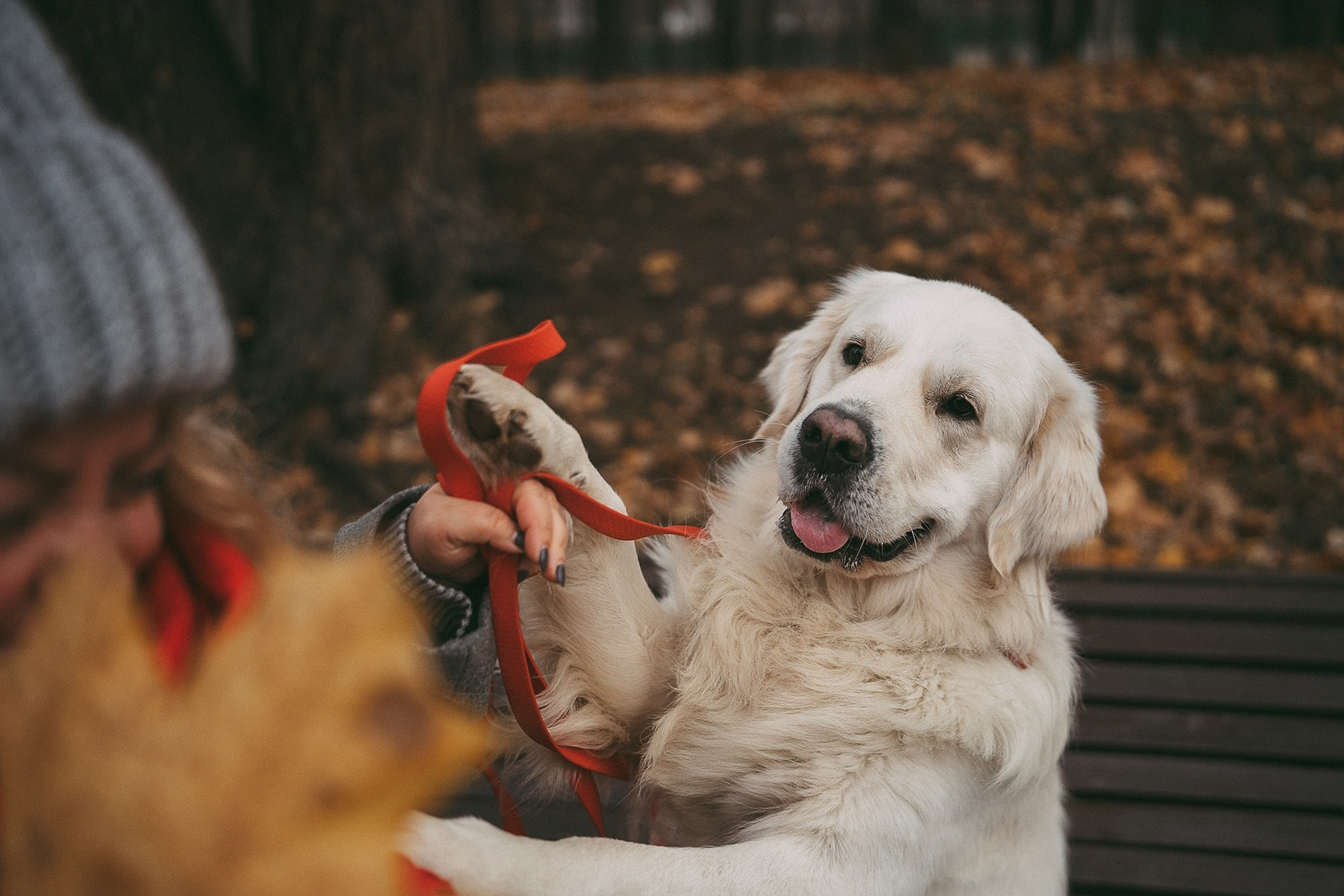 Лена и Мерлин. Фотограф анималист в Москве и Санкт-Петербурге Свиридова Анна