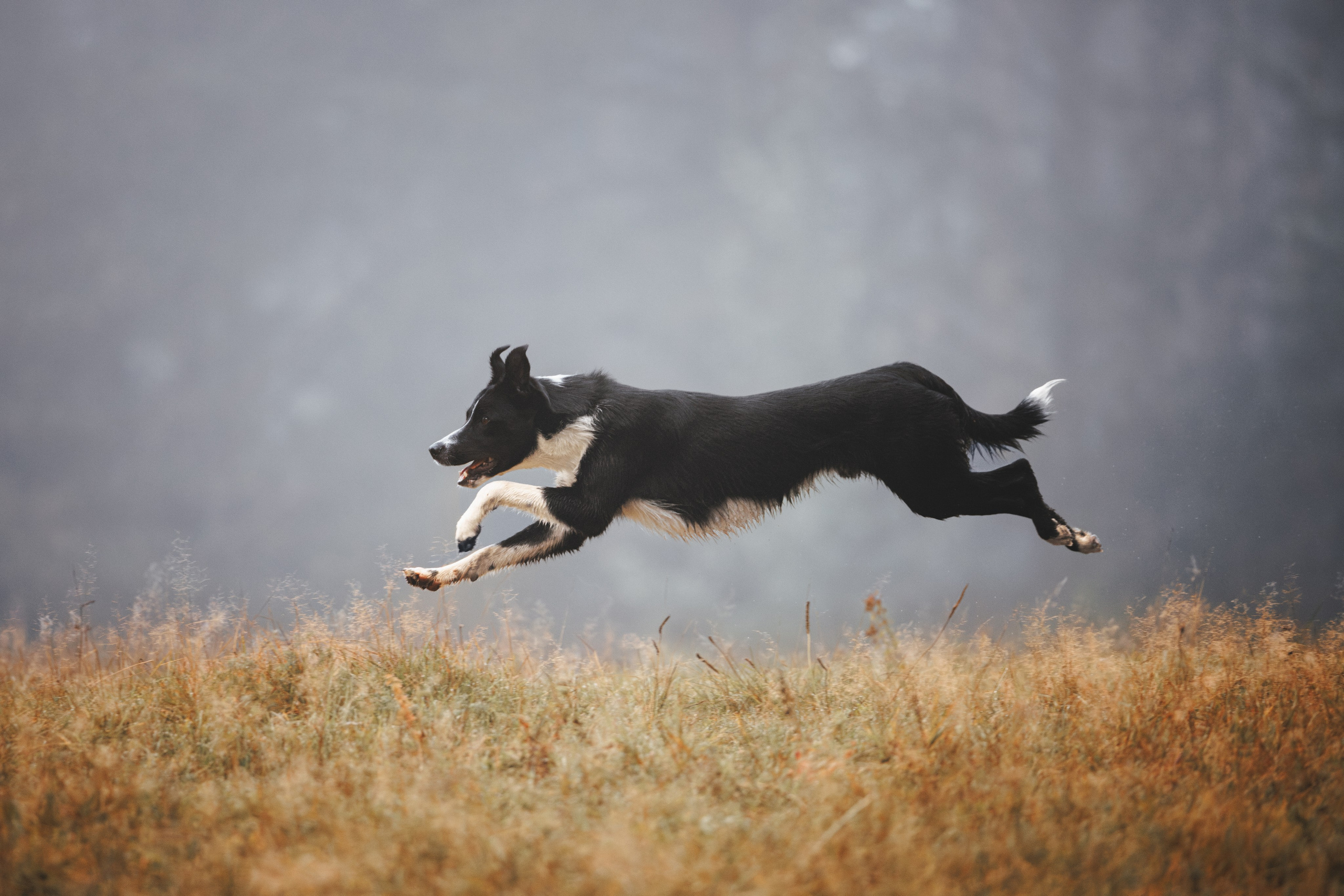 Фотограф анималист Осипчикова Мария