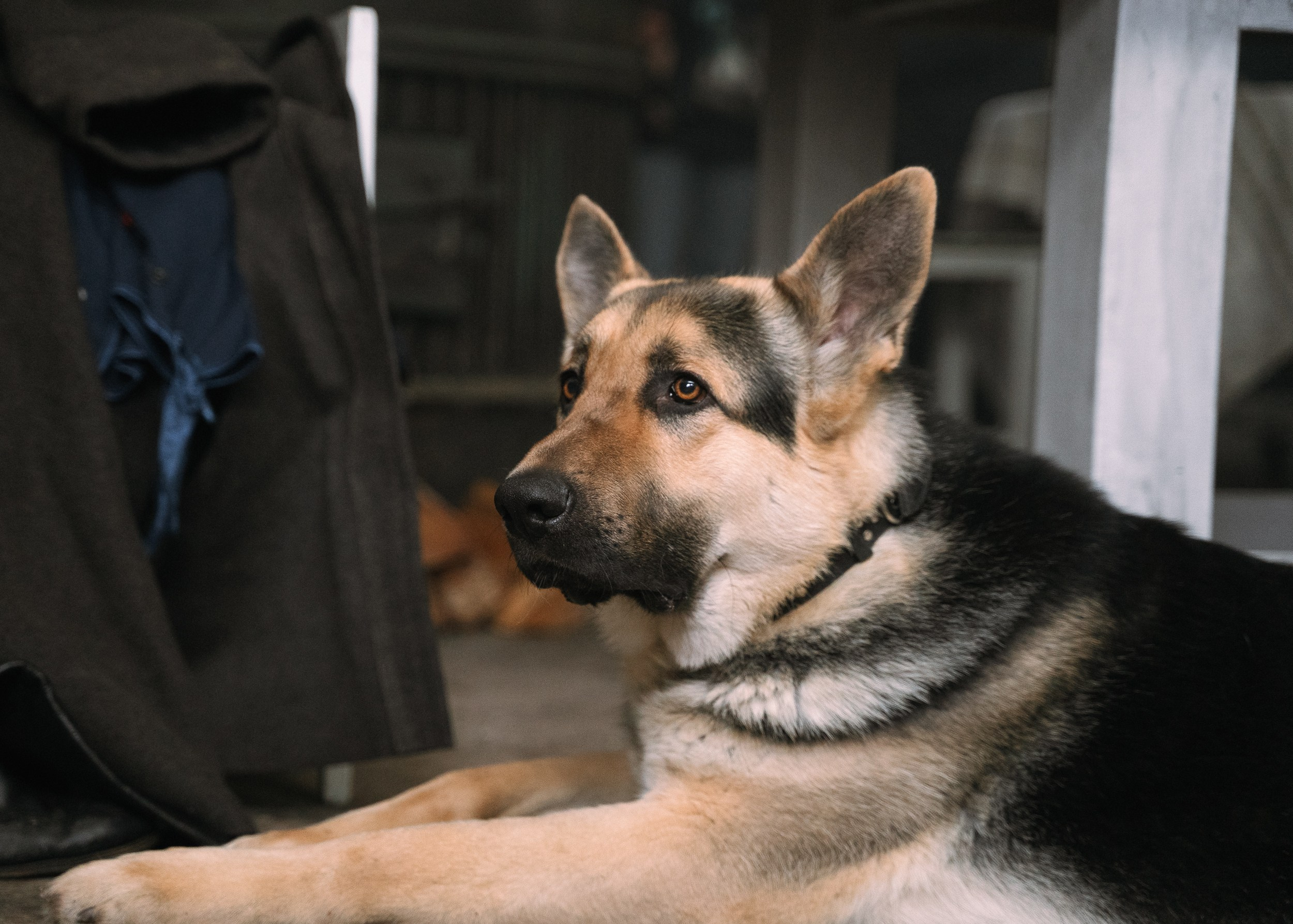 Трезорка. Портретный фотограф. Актёрское портфолио