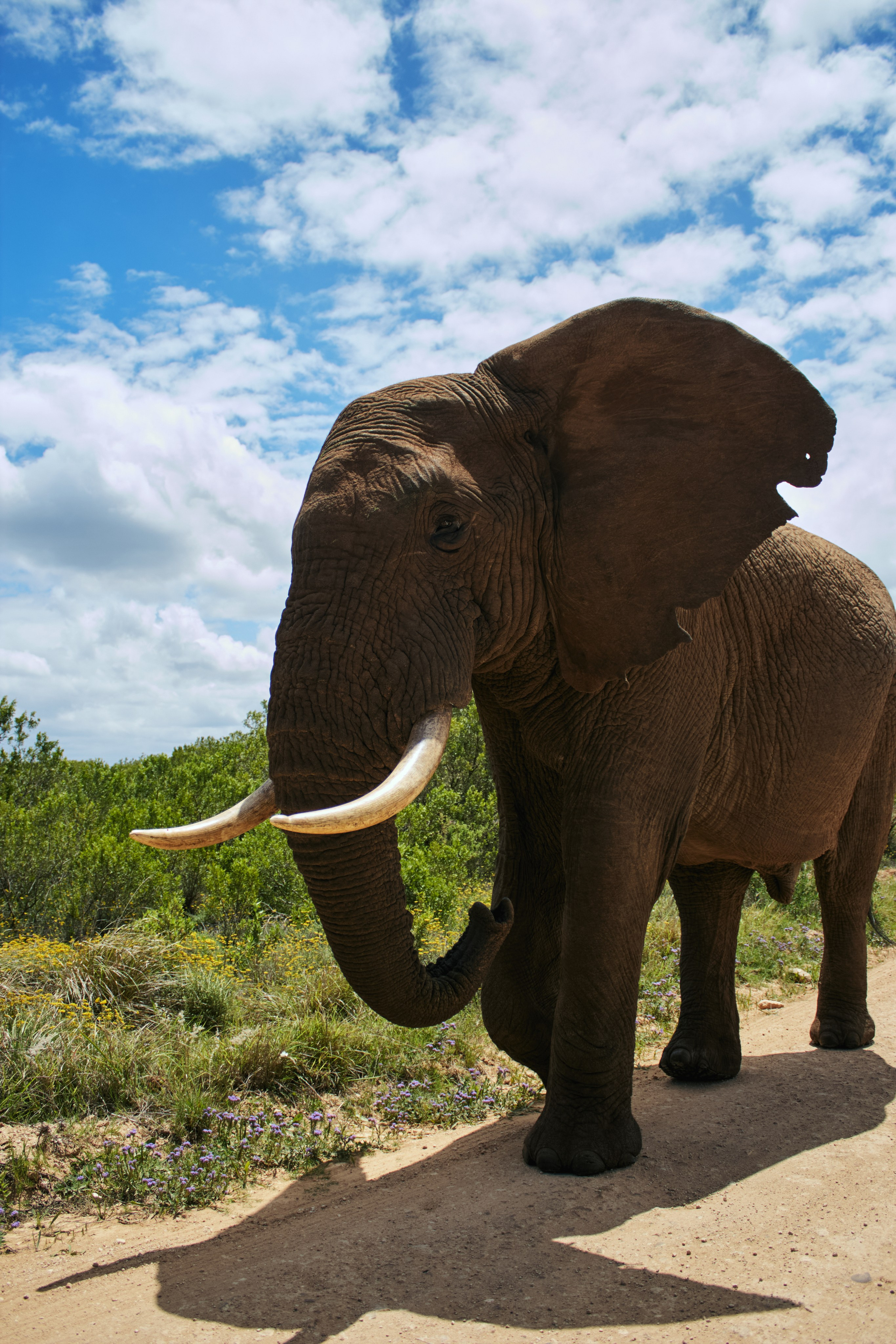 ЮАР. Профессиональный Фотограф во Владимире, в Москве и в Суздале — Полина Романычева