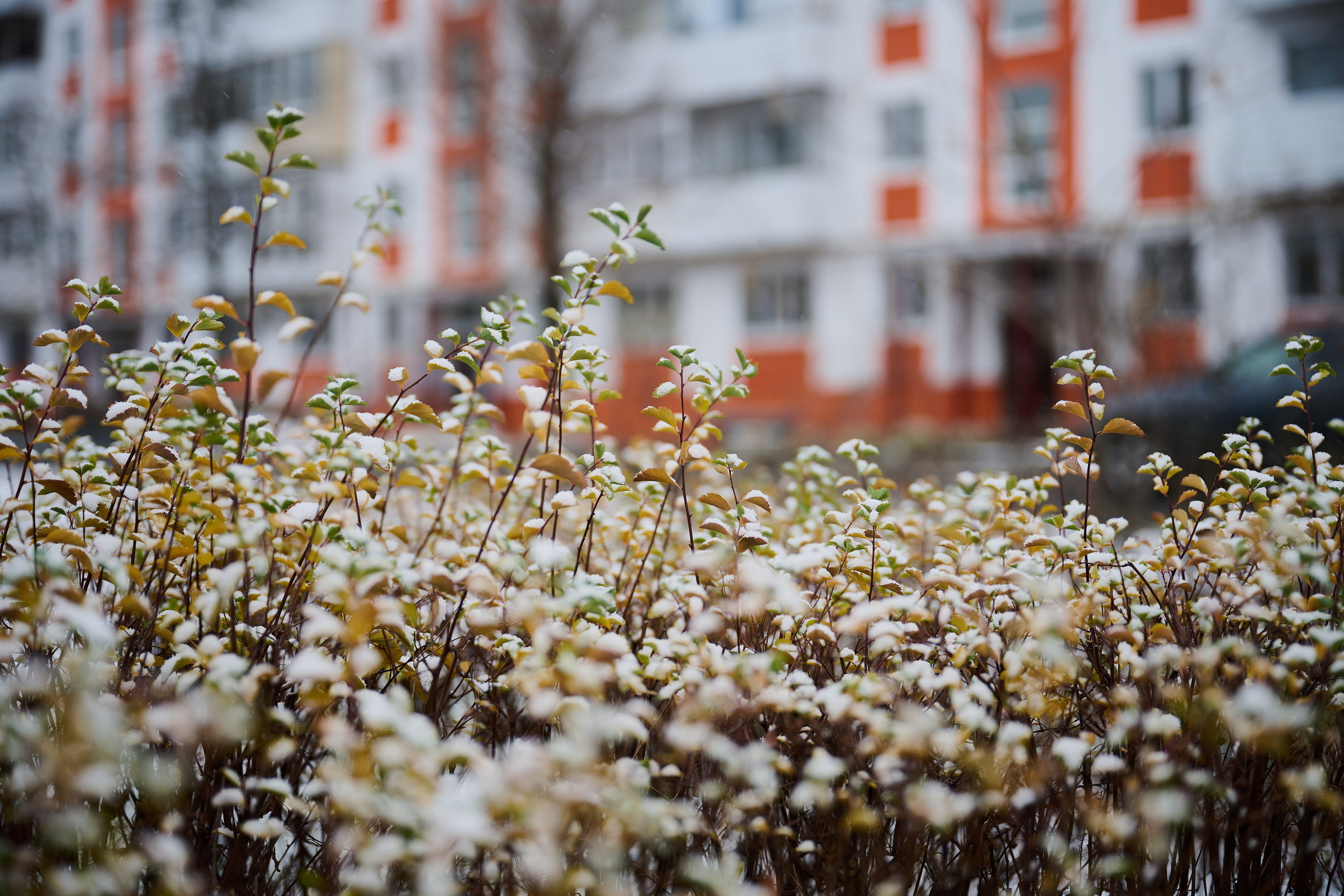 Северодонецк (Луганская область). Декабрь 2024. Фотограф Роман Адлер