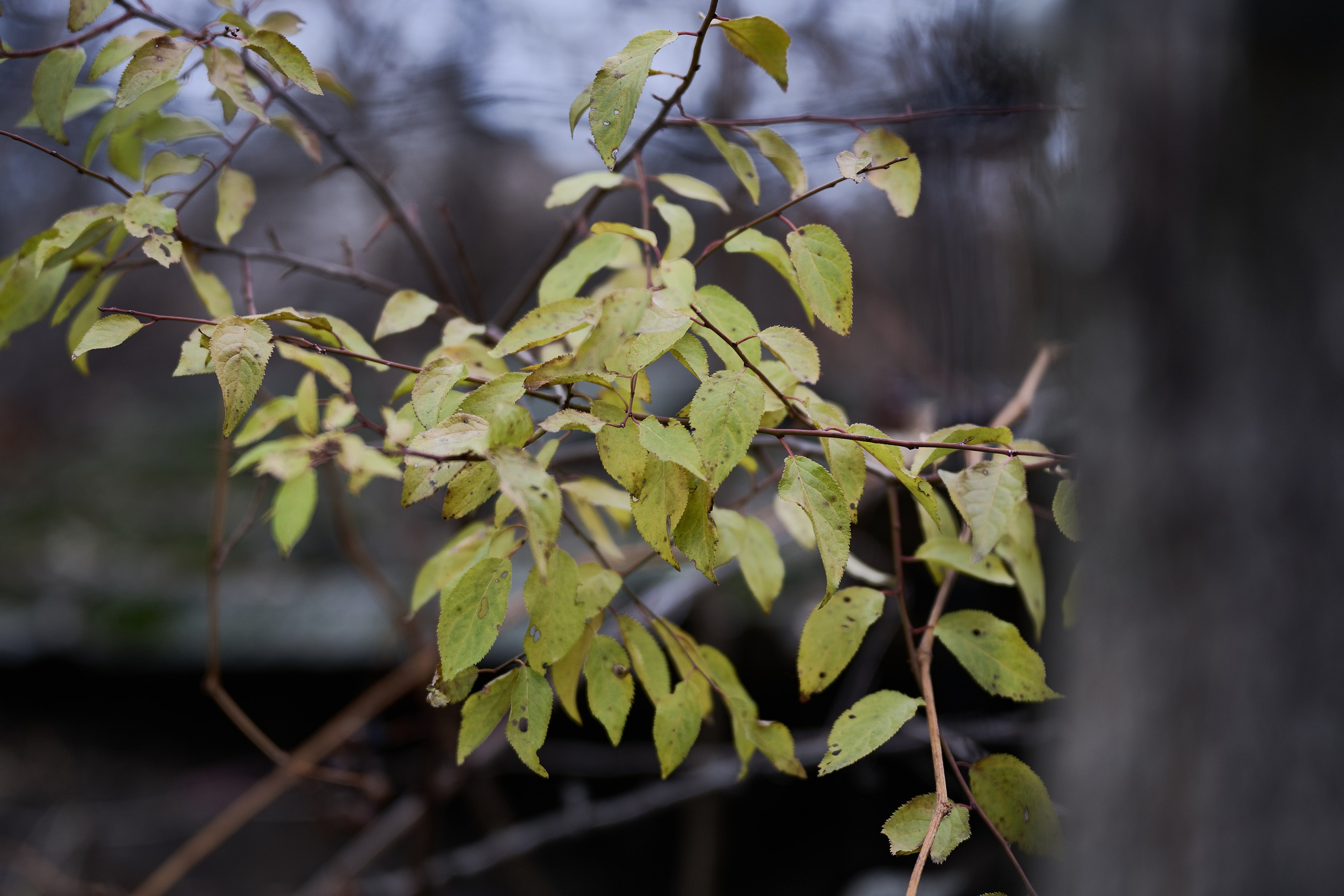 Краснореченское (Луганская область). Ноябрь 2024. Фотограф Роман Адлер
