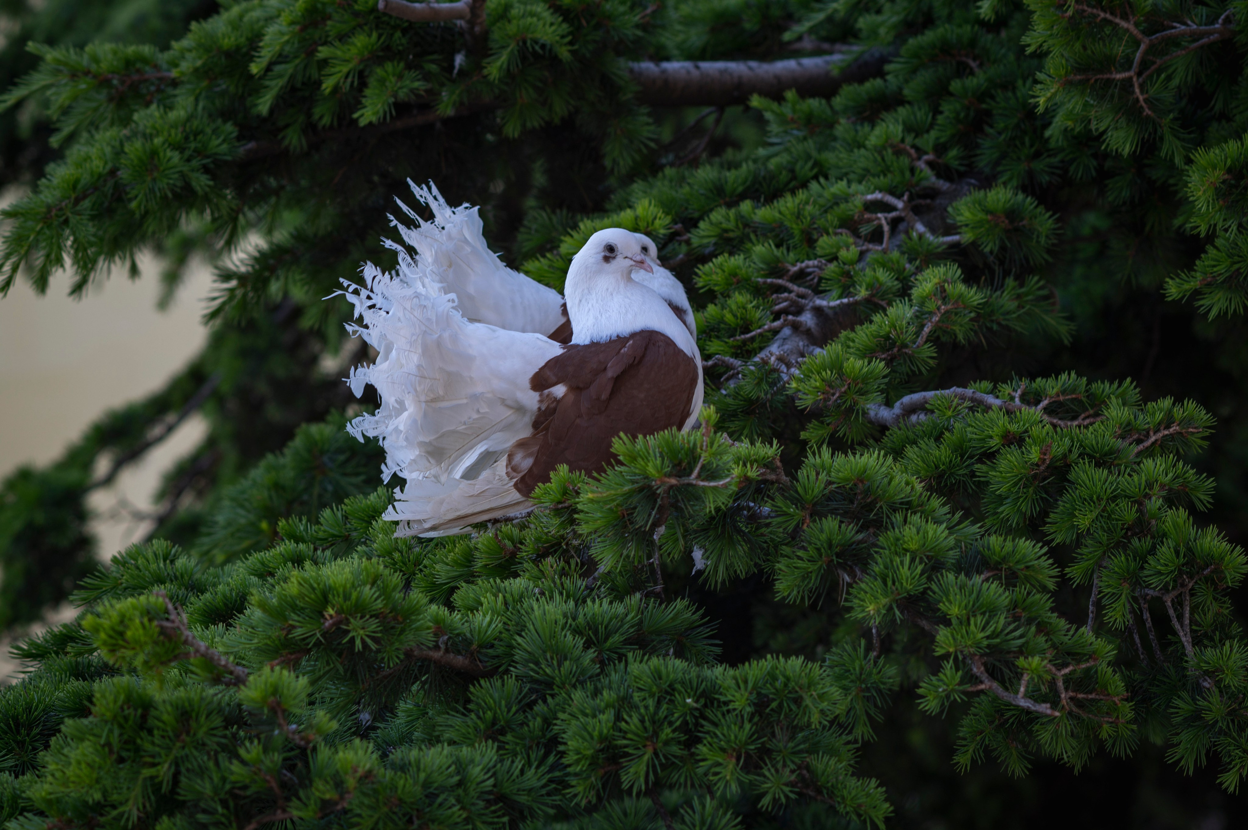 Крым май 2022. Фотограф Роман Адлер
