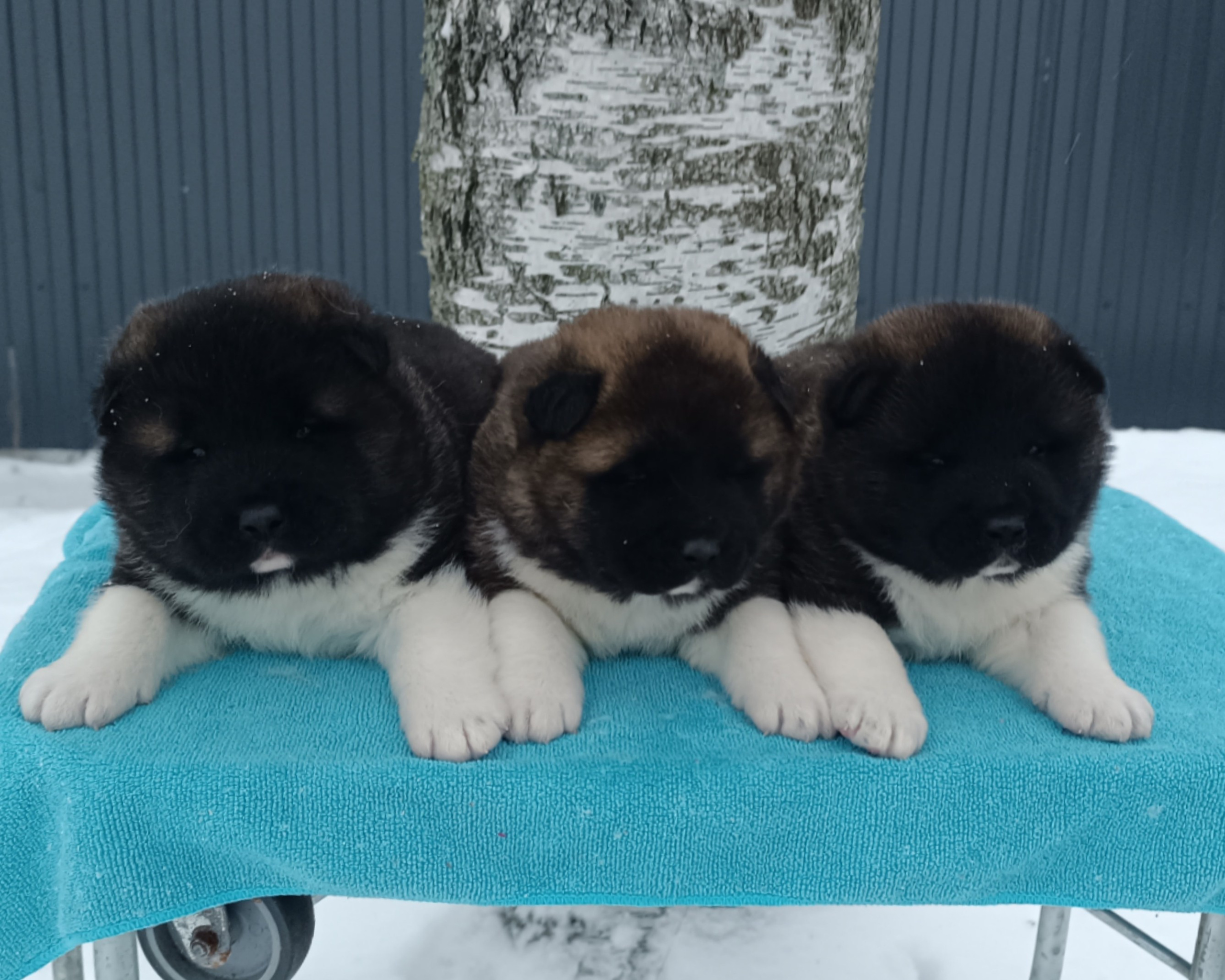 Американская акита  щенки питомник Санкт-Петербург клубные щенки Американская акита питомник RUBYLIGHT Рубилайт купить щенка американской акиты