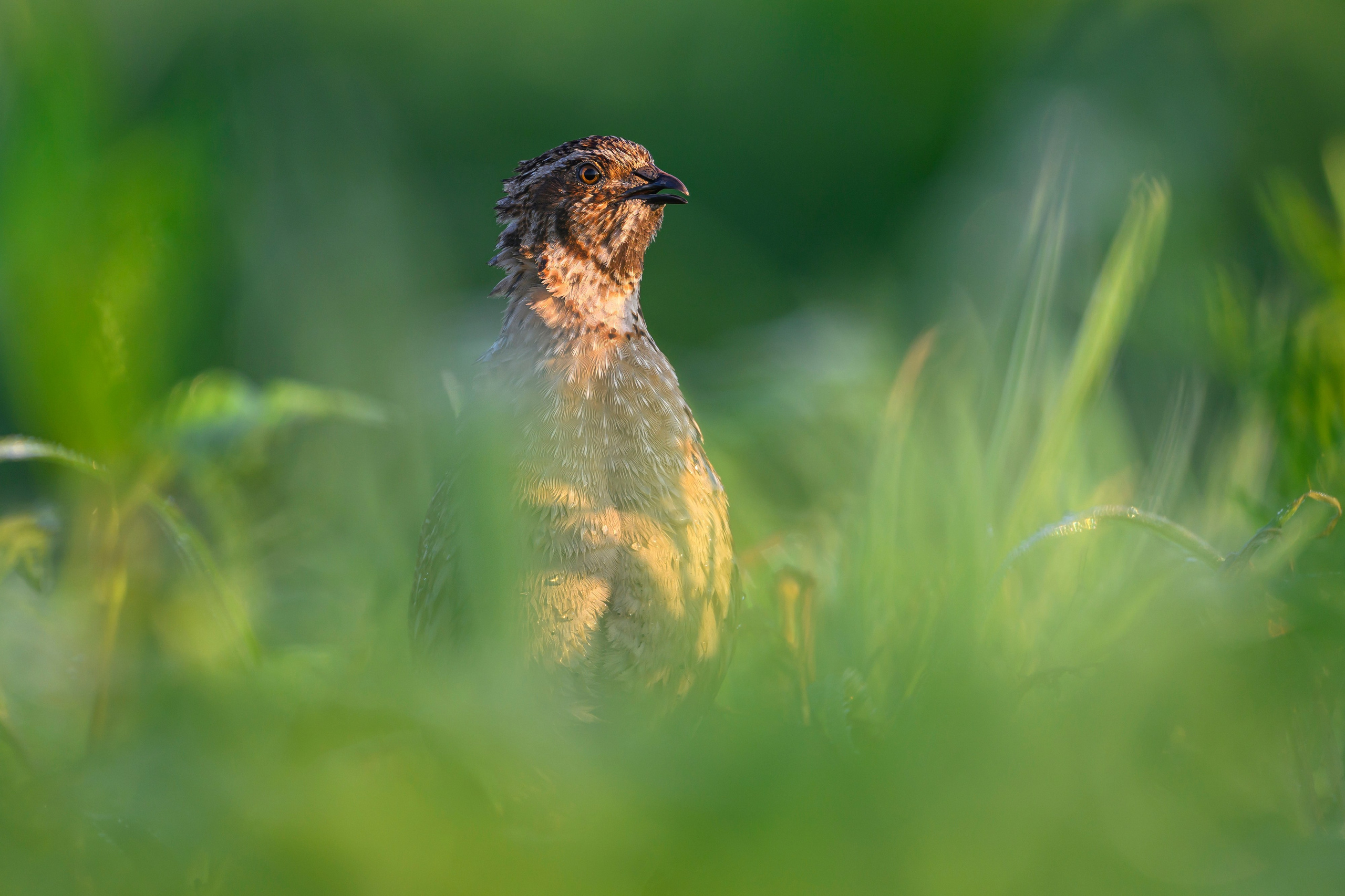 Перепела часть V. Wildlife photography by Sergey Puponin