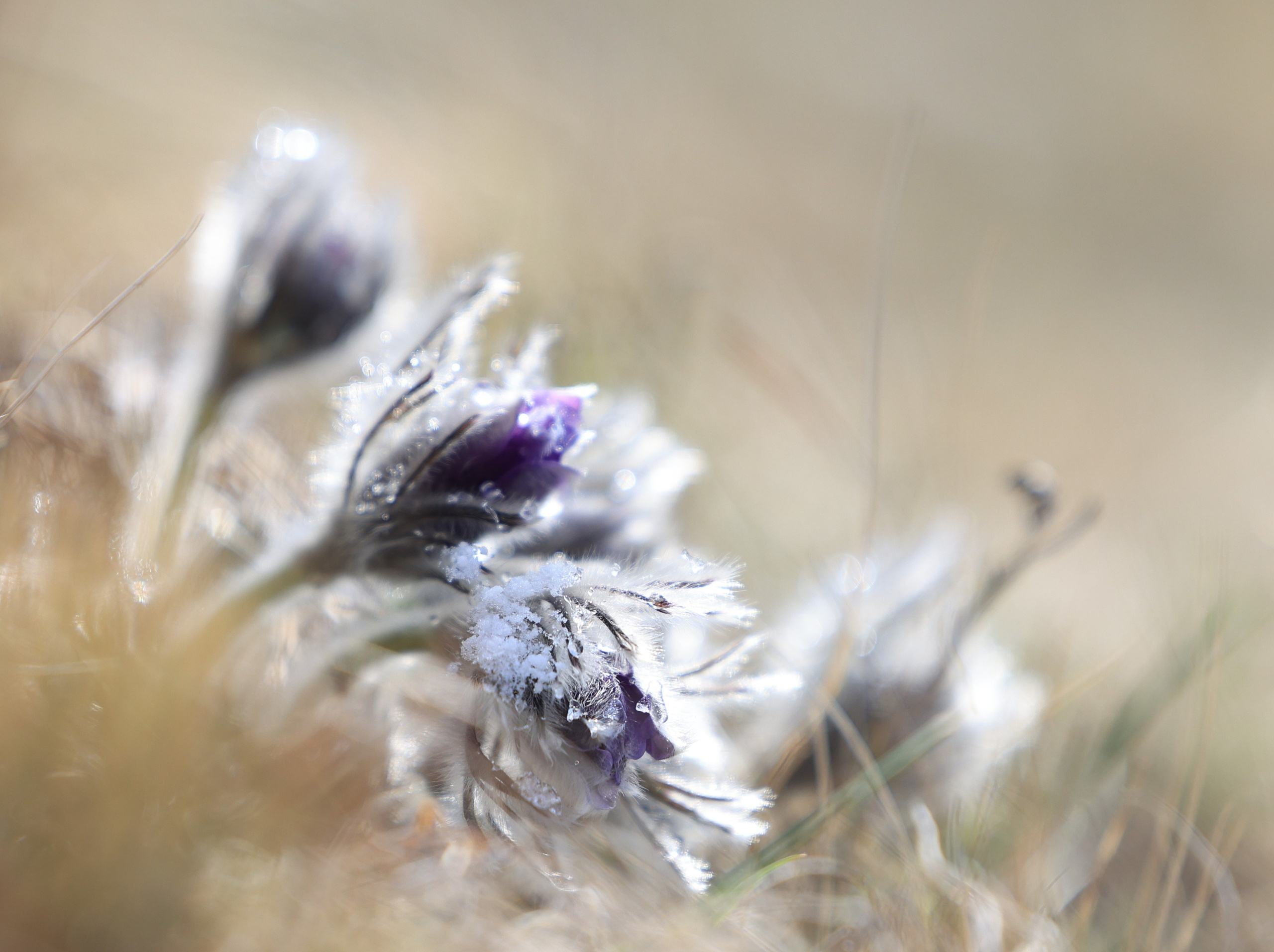 Мир вокруг нас. Разное. Фотограф Наталья Кузьмик г. Красноярск