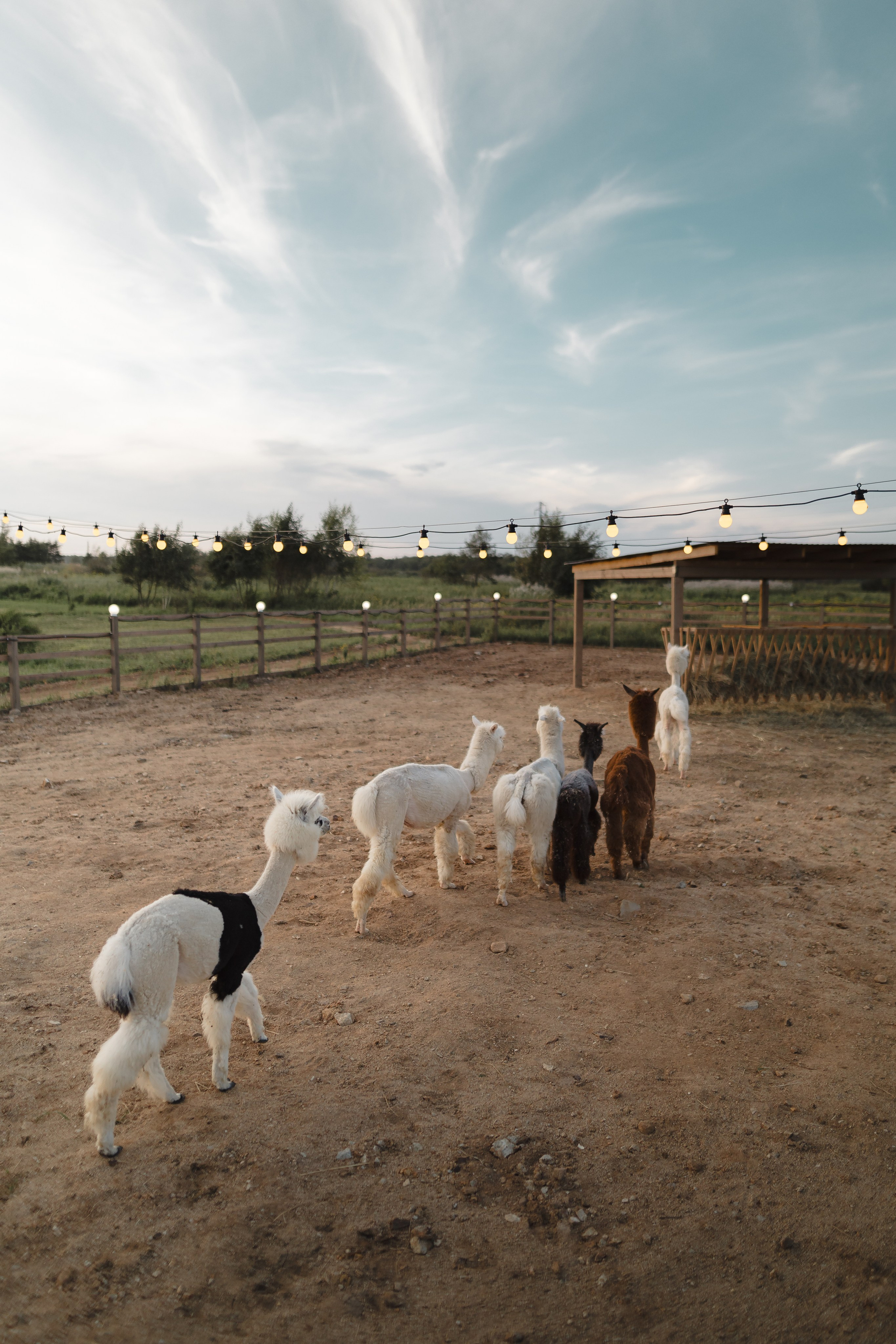 Приморские Альпаки. Портретный фотограф во Владивостоке Александр Сорокин
