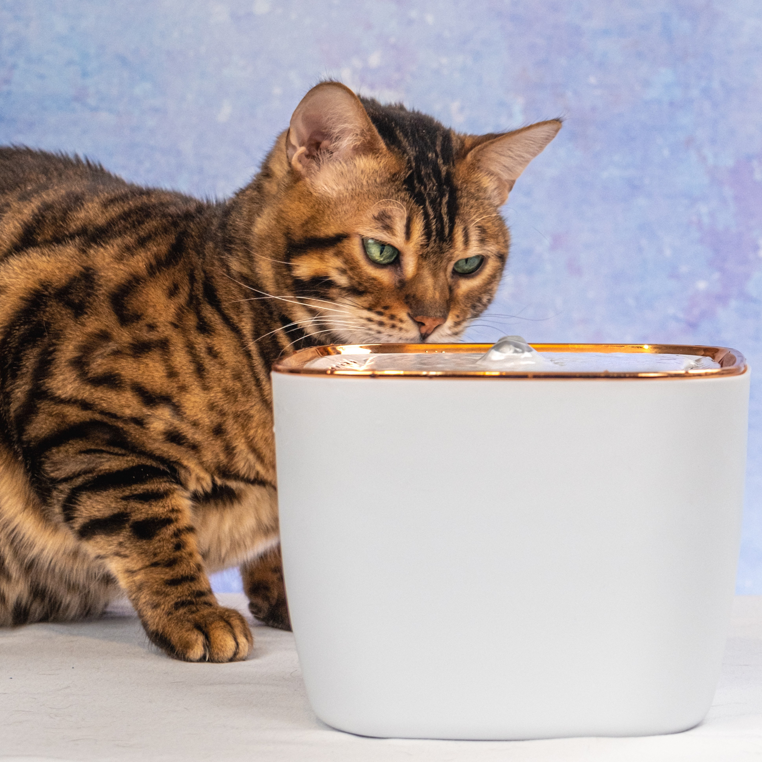 Питьевой фонтан для кошек и собак, для Нины!. Зоофотограф, фотограф животных в Москве и области Дина Дамоцева