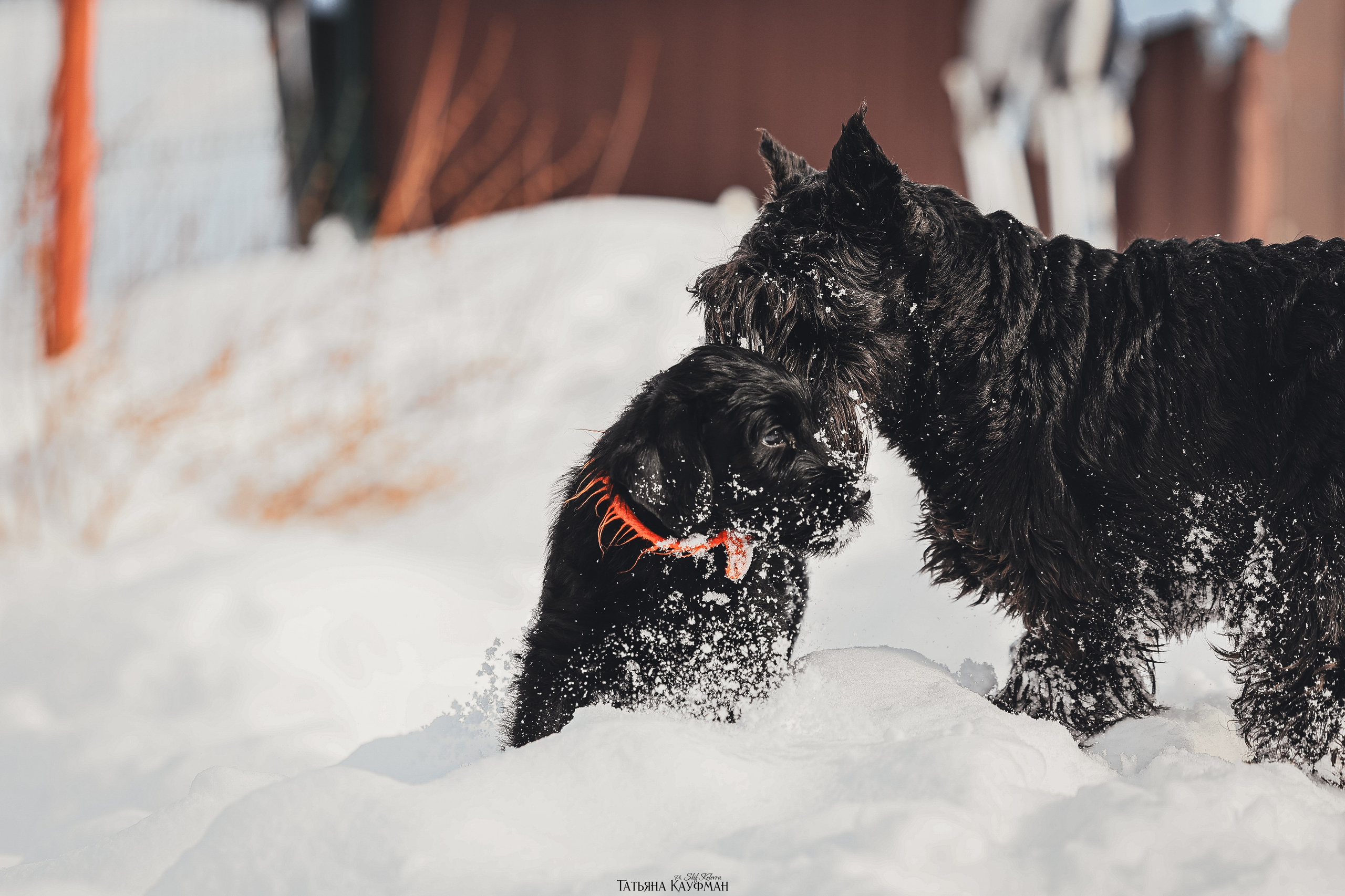 Ризеншнауцер, щенки ризеншнауцера, купить ризеншнауцера, купить щенка, ризеншнауцер Новосибирск, фотосъемка щенков, фотосессия собак, заказать фотосессию, фотографии щенков, сфотографировать щенка, фотограф Анималист, фотограф собак Новосибирск, фотограф анималист Новосибирск