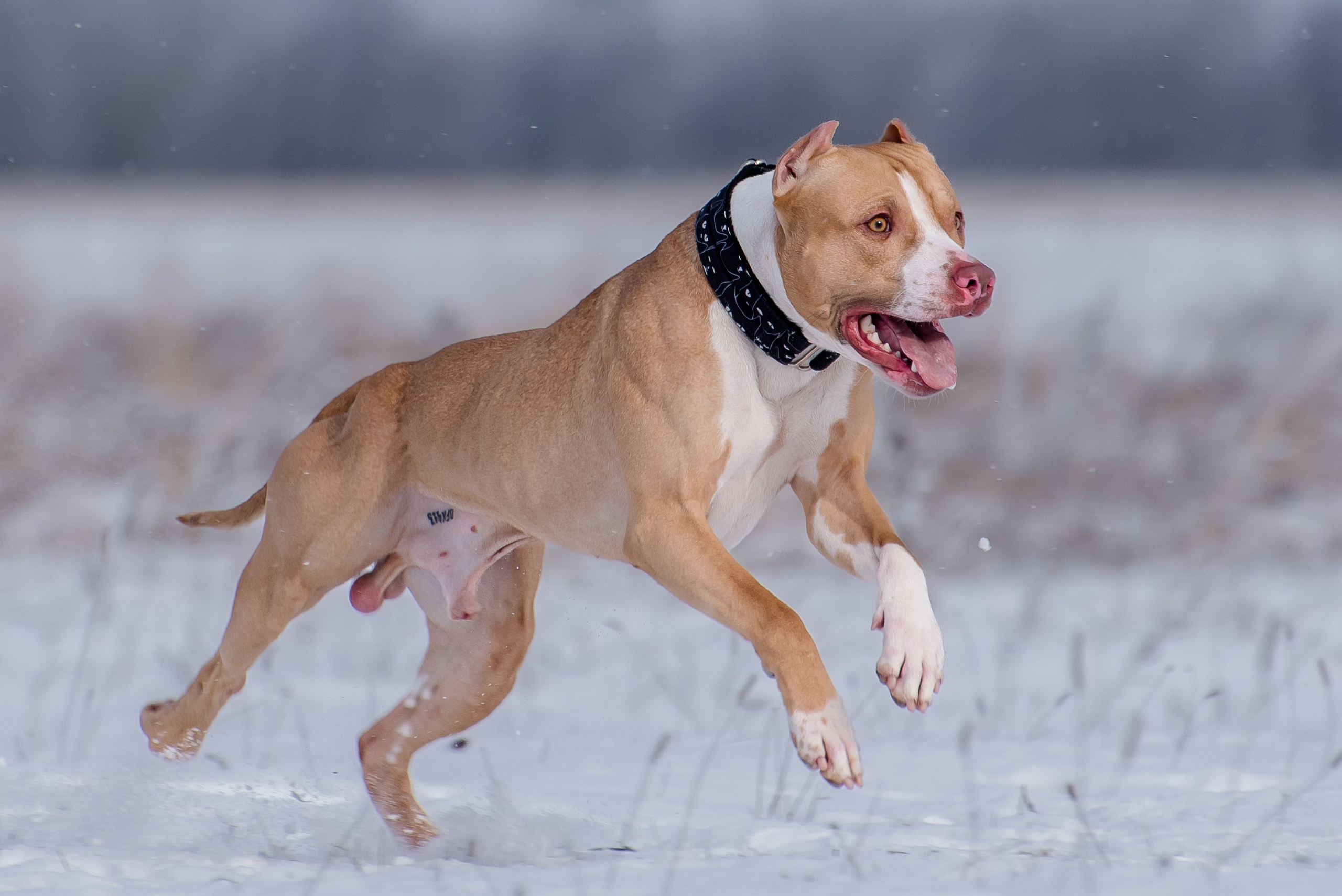Фотографии с Бега за механической приманкой команды «Kiborg Sport». Фотограф Макс Огурцов в Нижнем Новгороде