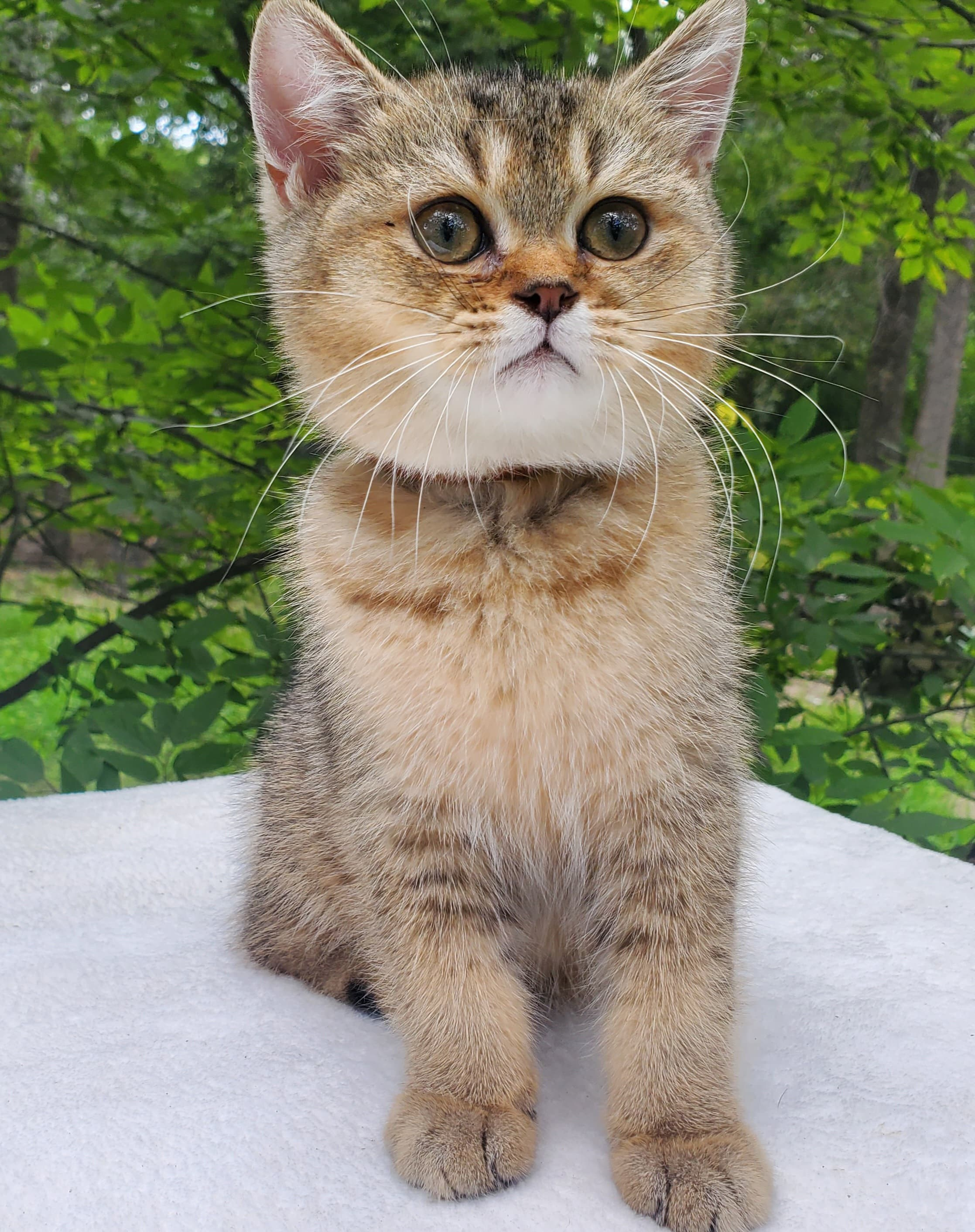 Moli, male, DB-04.07.25, sold. British shorhair Cats