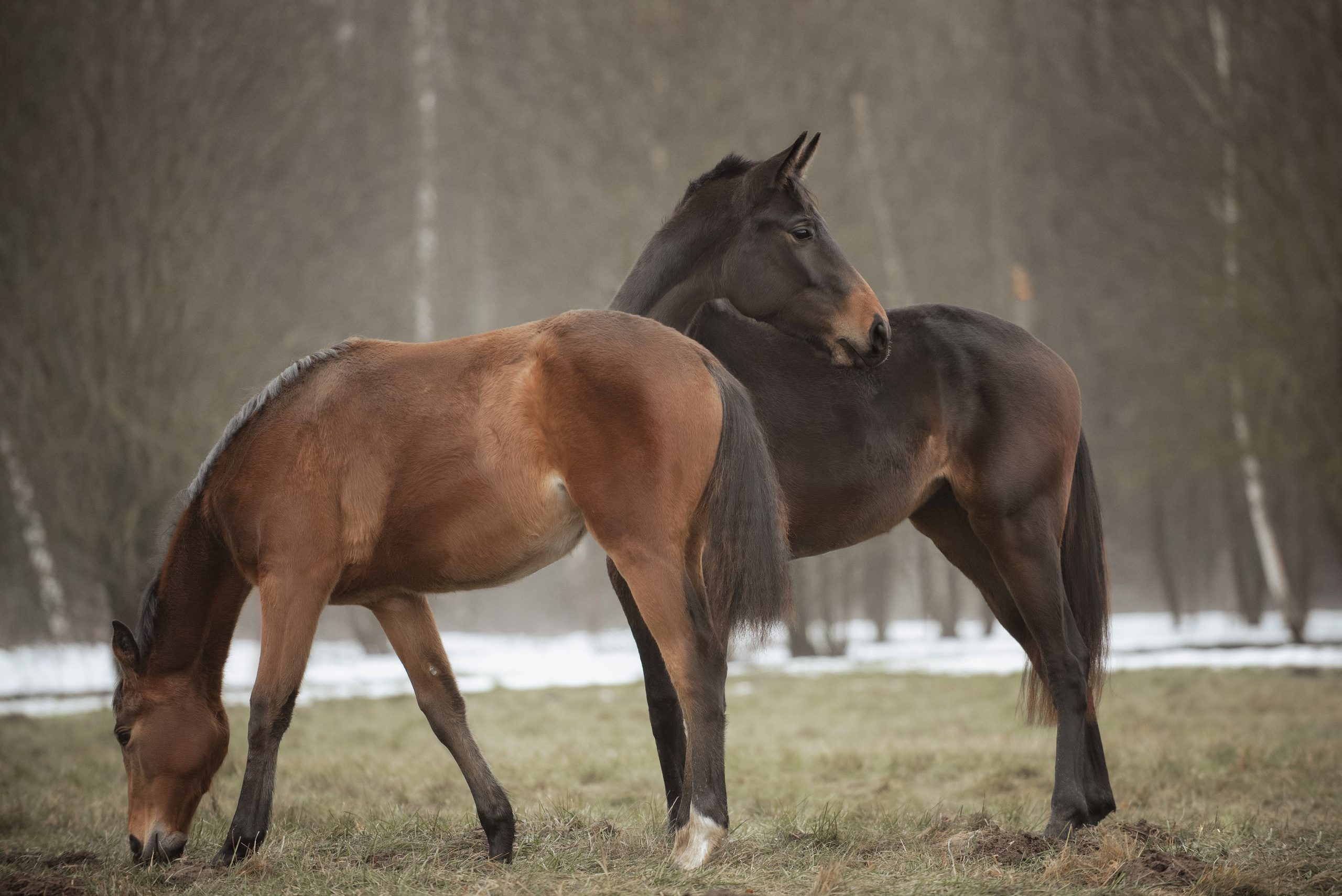 Мелкаши ЮНА. Куракина Дарья • Конный фотограф