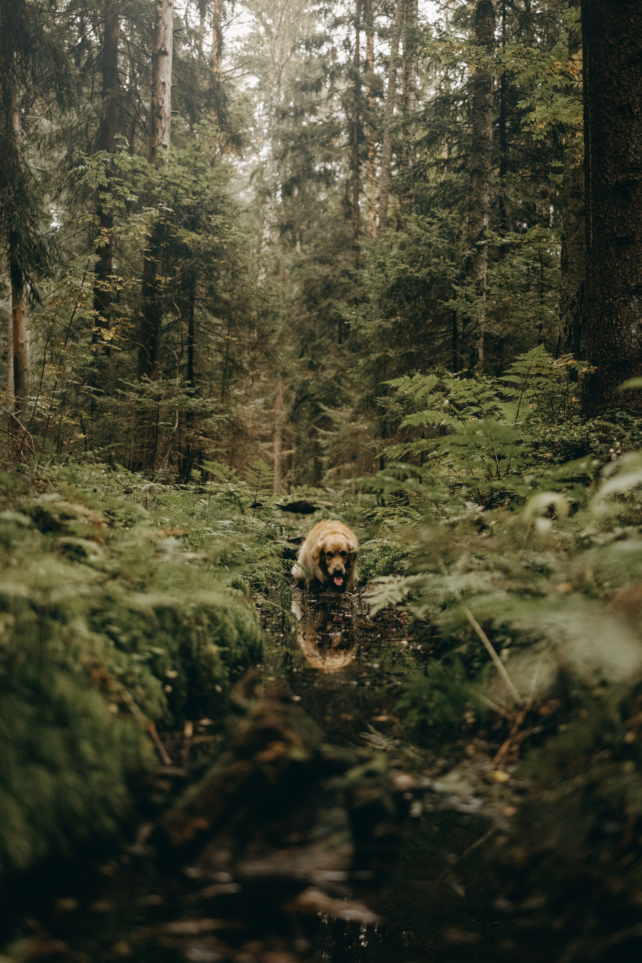 Фоси и его семьи. Фотограф — Анималист | Санкт-Петербург