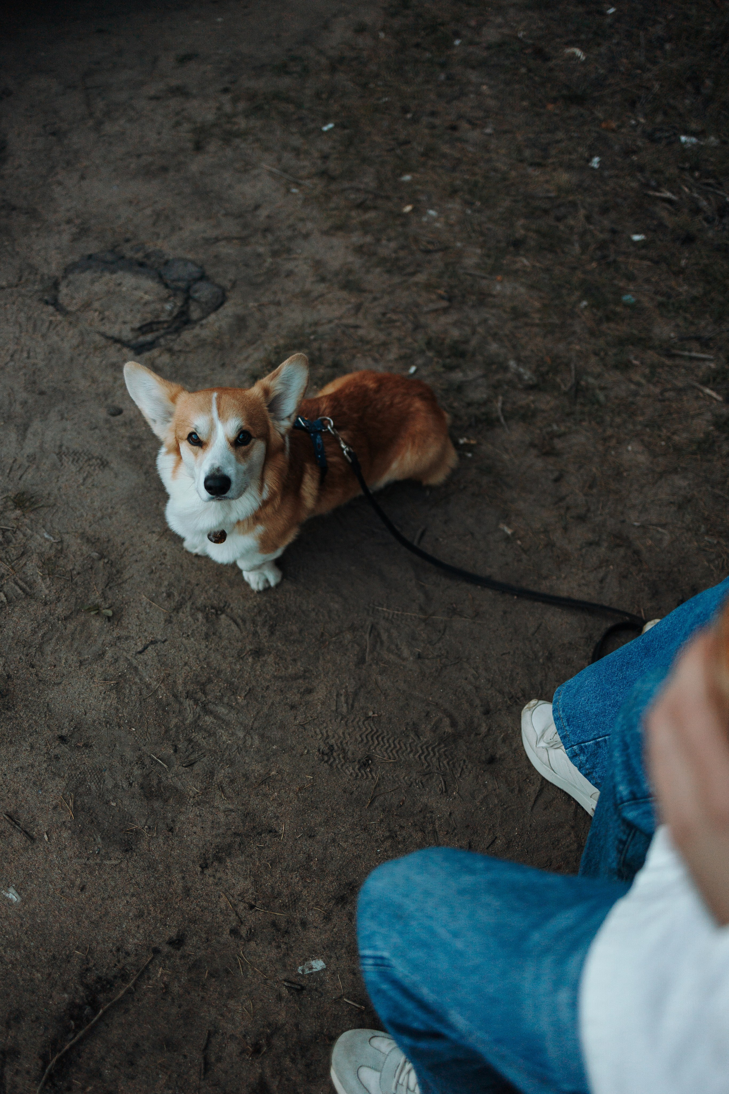 Найт и его семья. Фотограф — Анималист | Санкт-Петербург