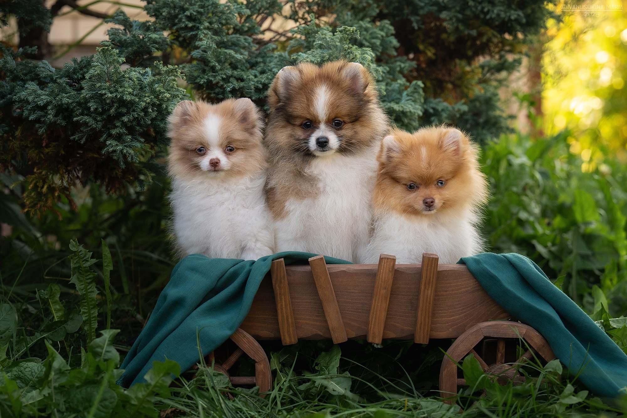 Фотосессия щенков на продажу. Фотограф собак в Москве и Московской области Иванушкина Мария