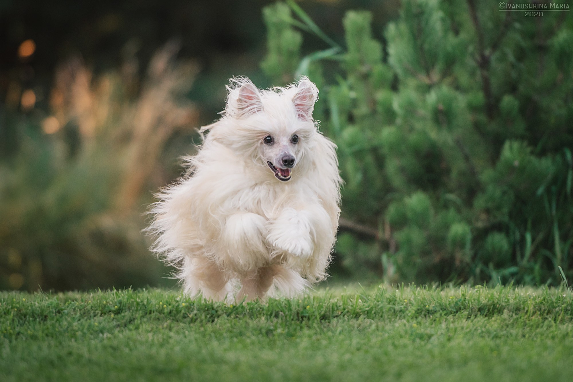 китайская хохлатая собака пуховая