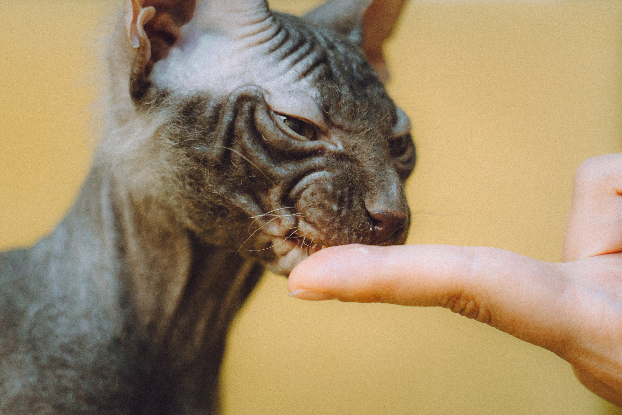 Кокос, Света, Динара и Вилли