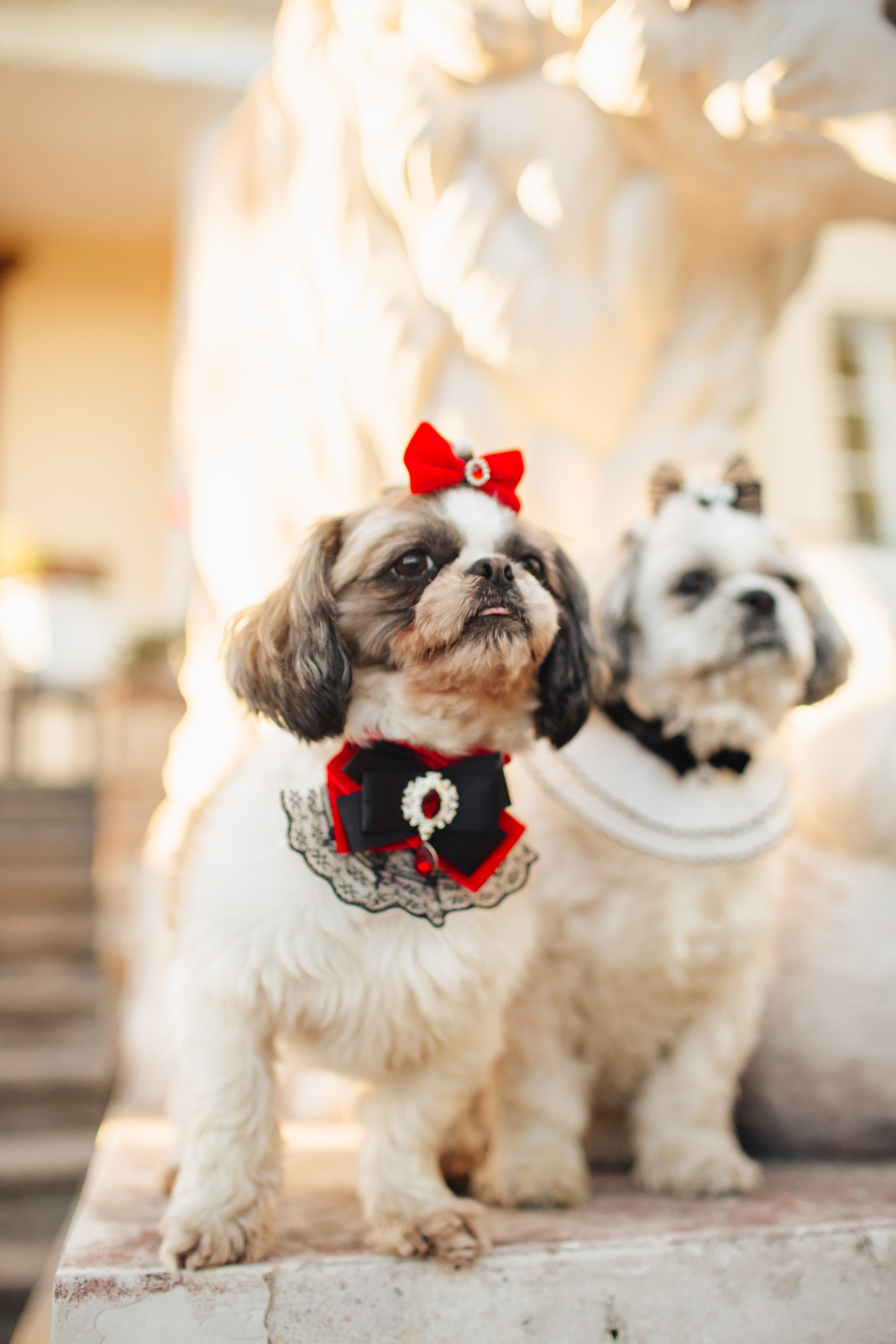 Помолвка Женя Люба. Свадебный фотограф в Санкт-Петербурге