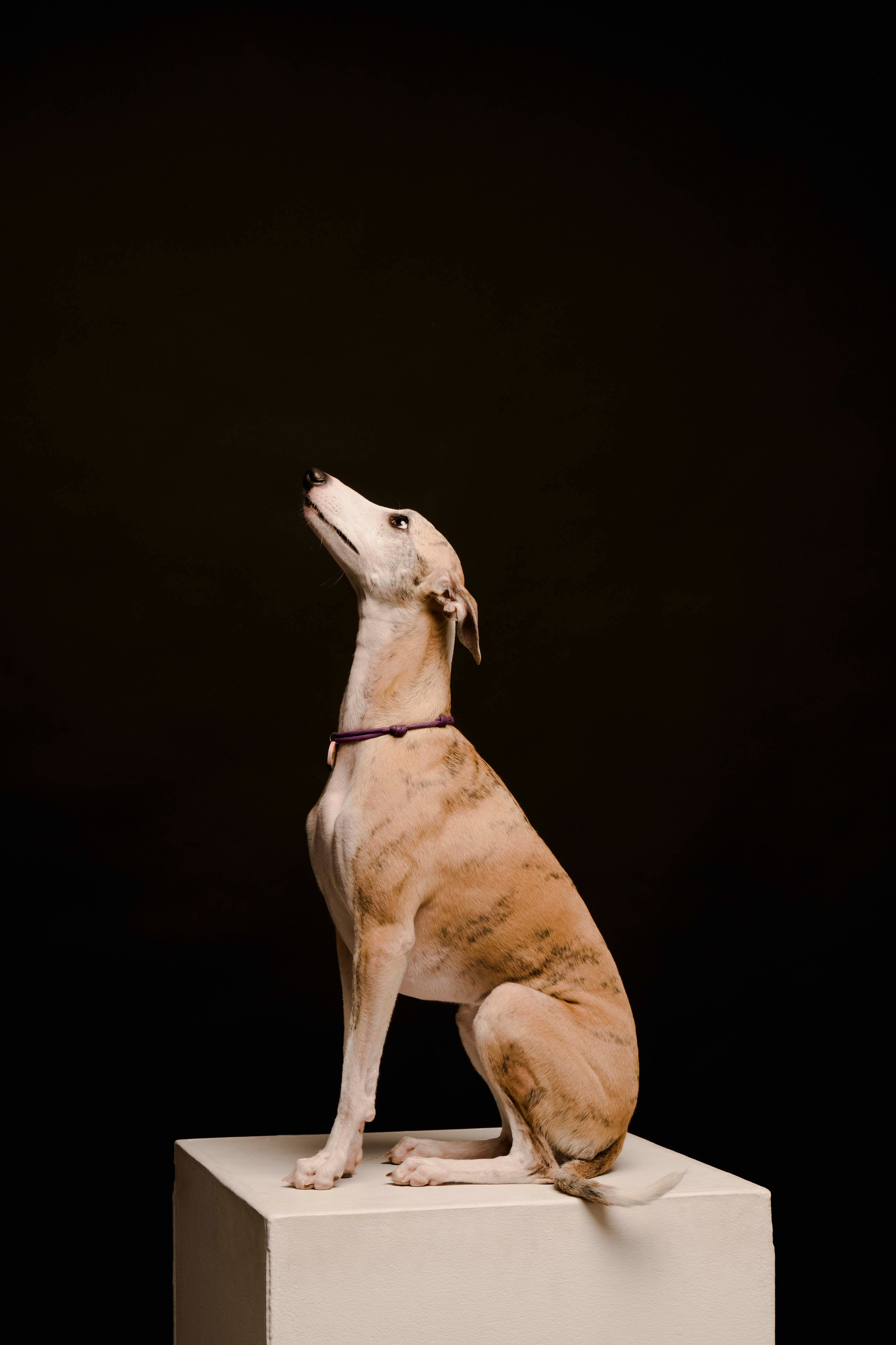 Карма. Фотограф- анималист Александра Матвеева