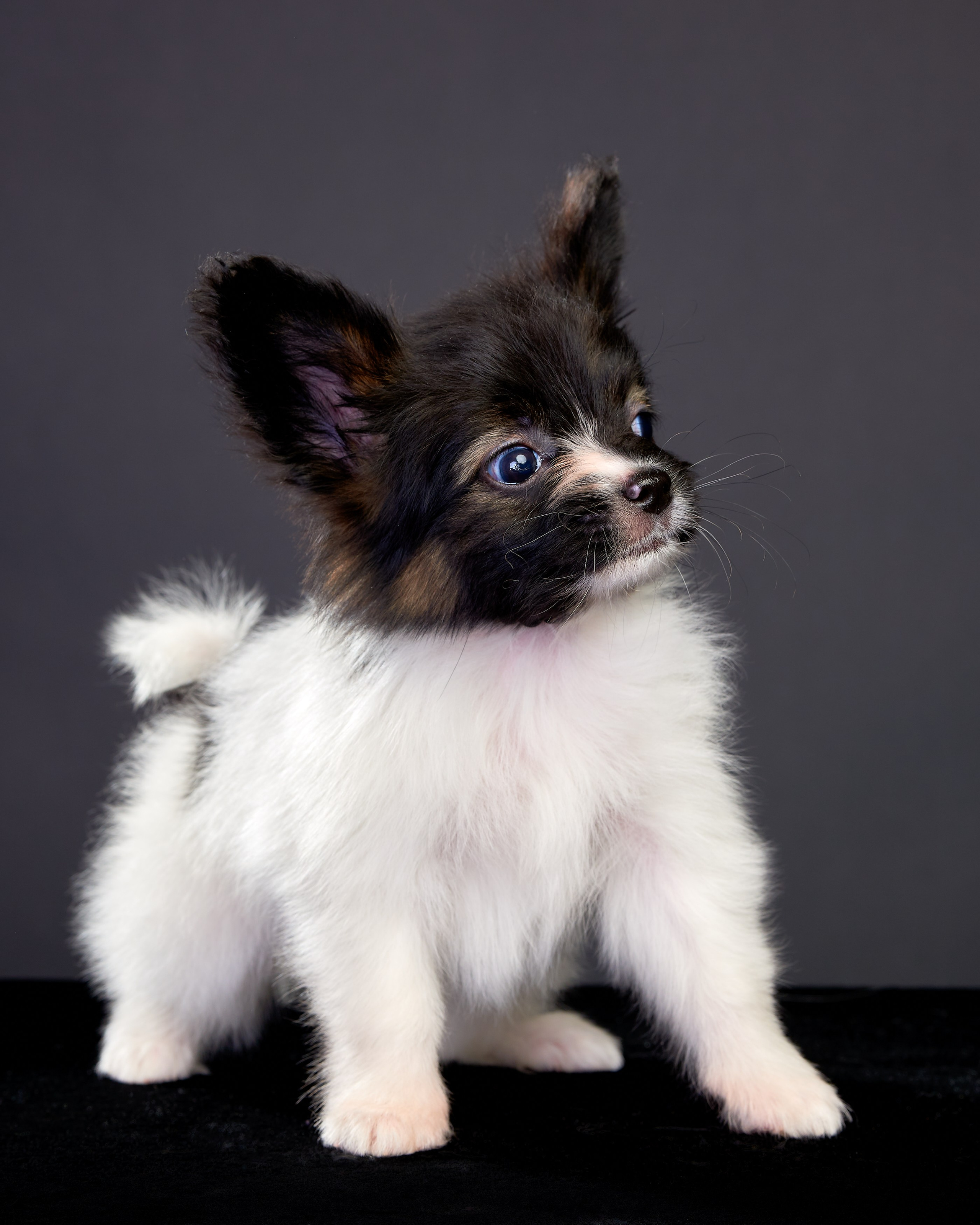 Фотосъемка животных