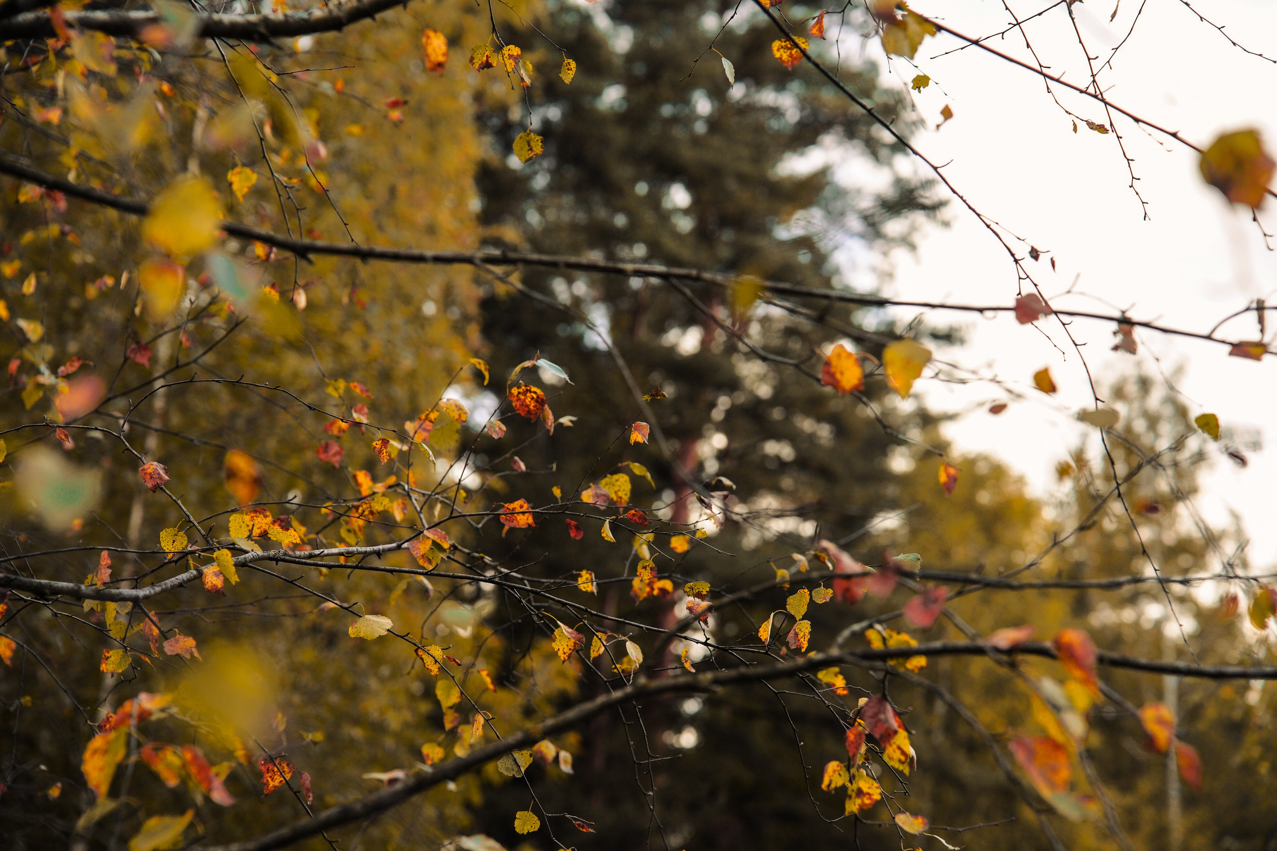Осень 2025. Фотограф из Москвы — DASHA NOVA | Авторская фотография в разных жанрах