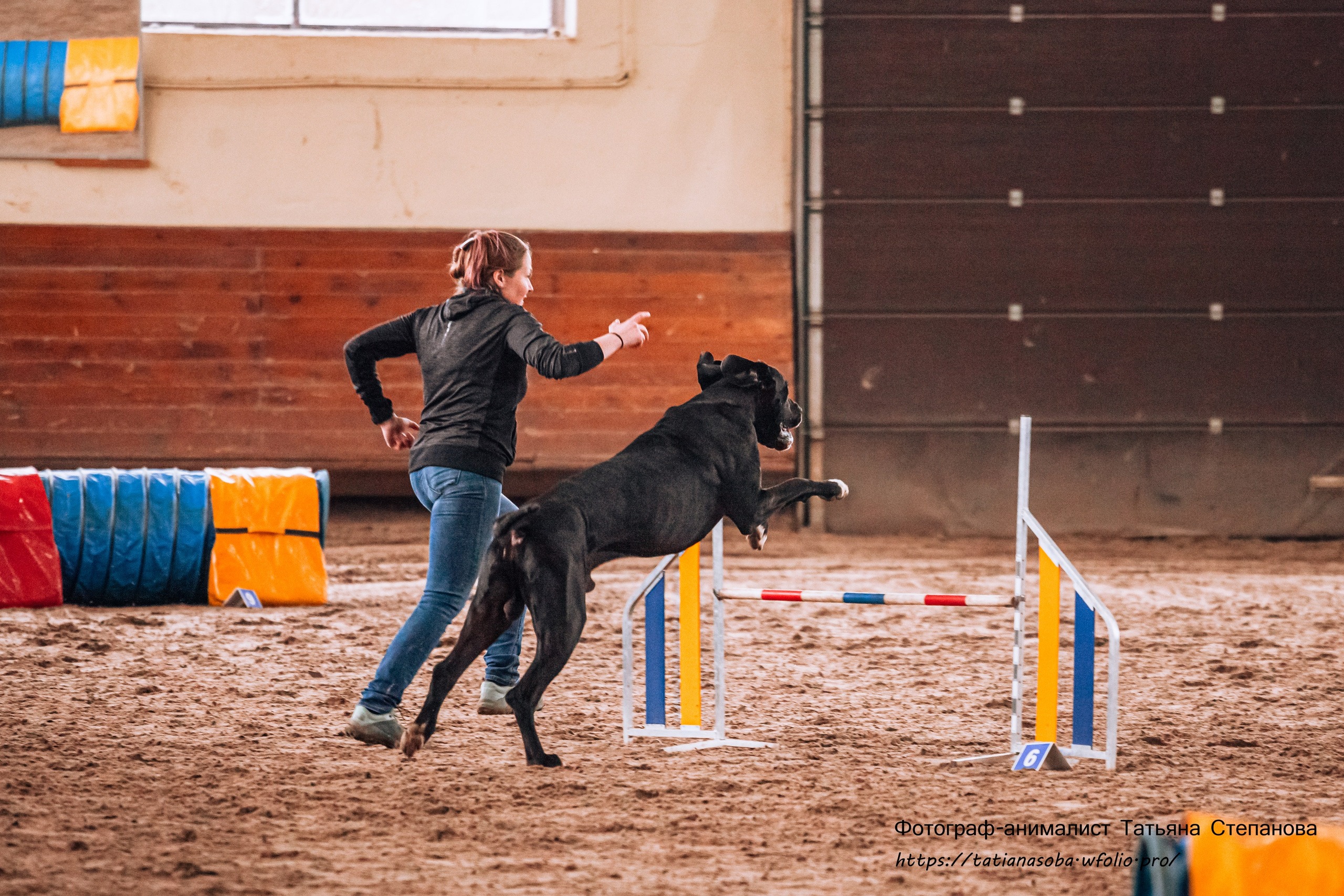 Соревнования по Аджилити 25.02.2024. Фотограф-анималист Татьяна Степанова