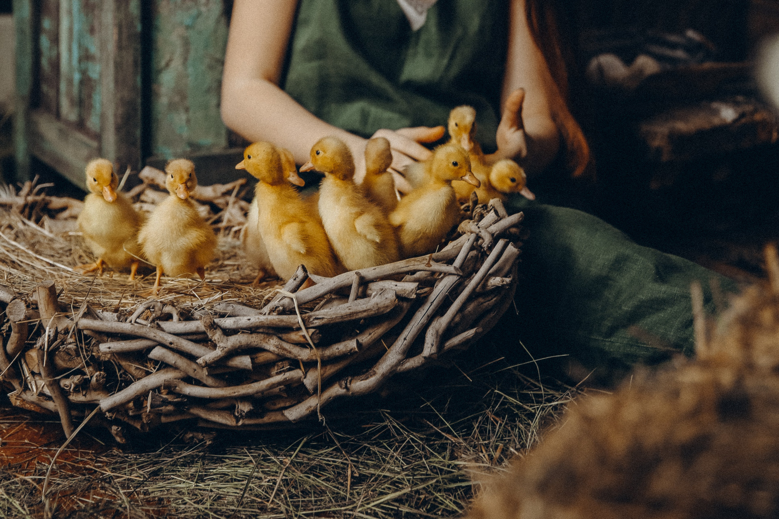 Утиное счастье. Я Лена — семейный фотограф в стиле Лайф Москва и Подмосковья: Балашиха, Пушкино, Щелково, Домодедово, Дмитров. Я за эмоции и любовь