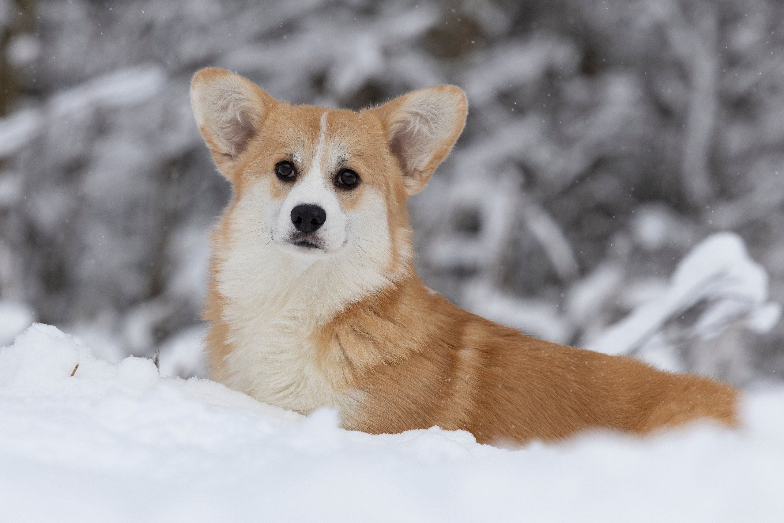 Питомник Mistycor. Мои работы