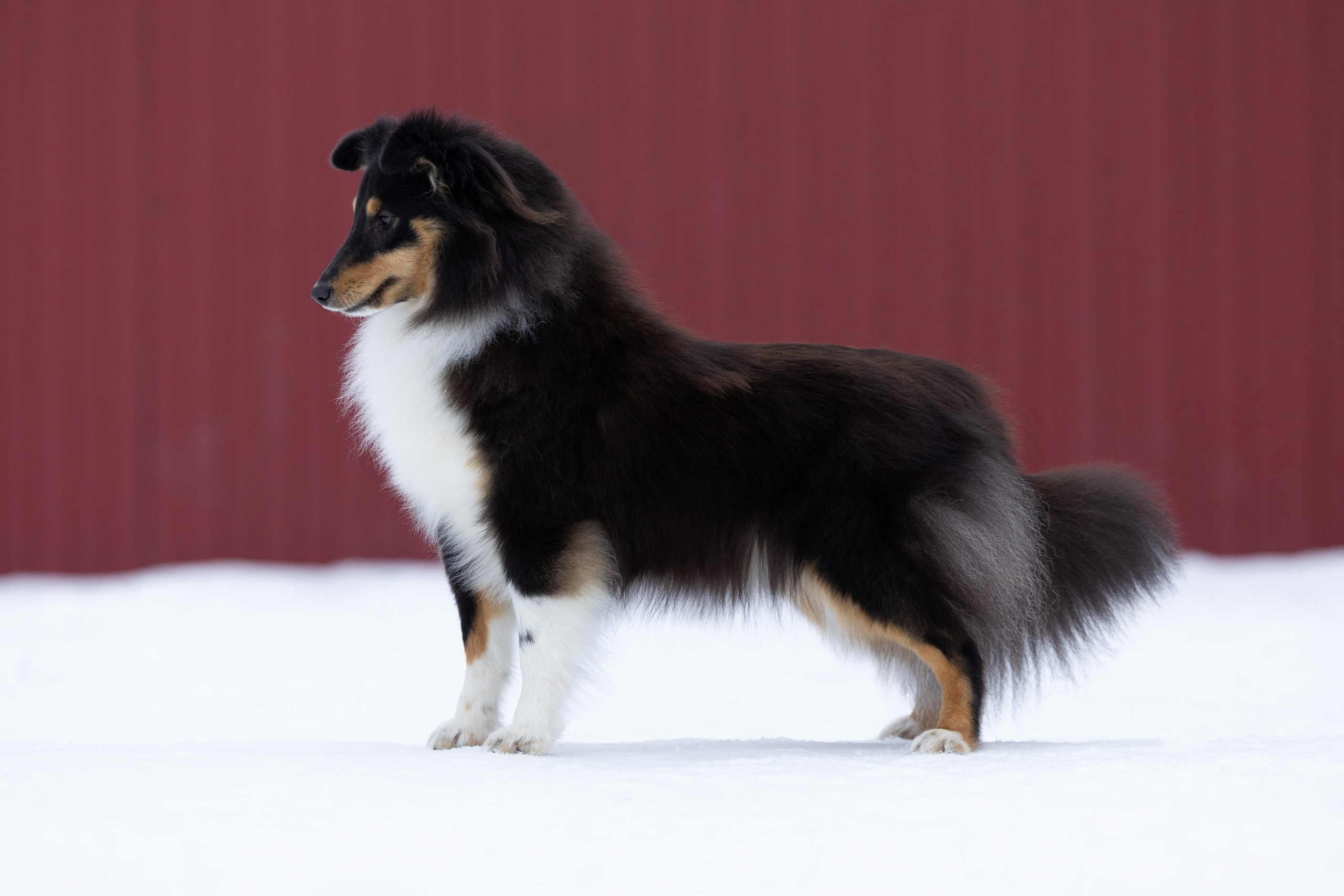 Питомник Пятый Элемент. Мои работы