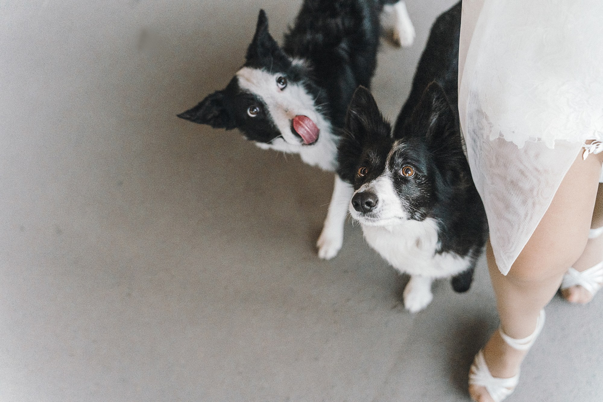Таня, Марта и Клипса. Фотограф анималист в Москве и Санкт-Петербурге Свиридова Анна