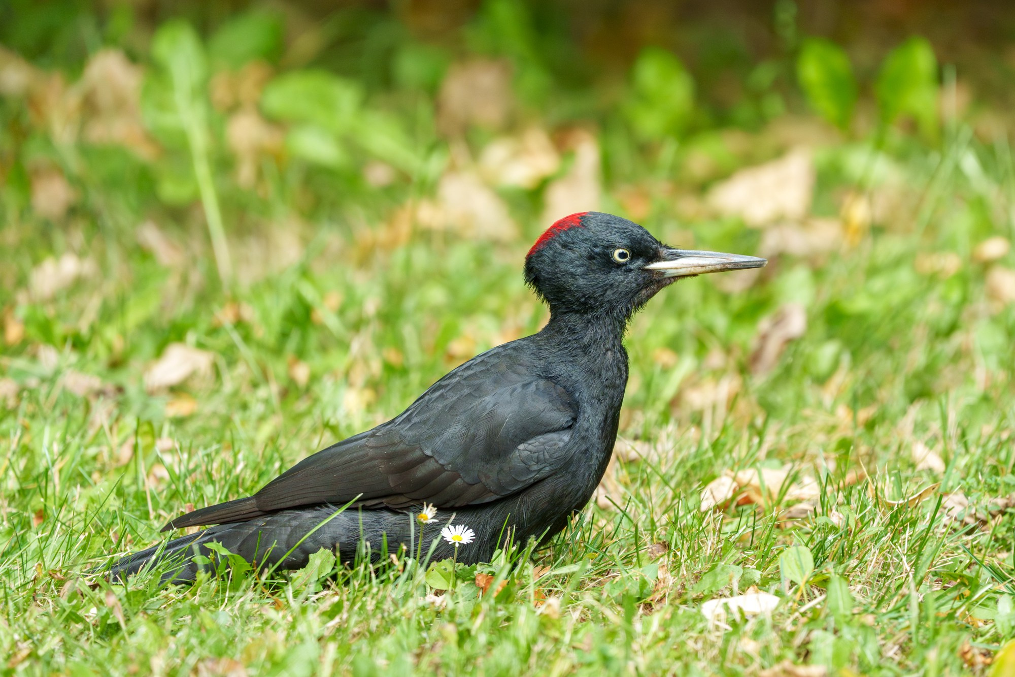 Удивительные мир птиц. Вокруг нас столько прекрасного — присмотритесь!. Ваш личный фотограф Марина Волкова
